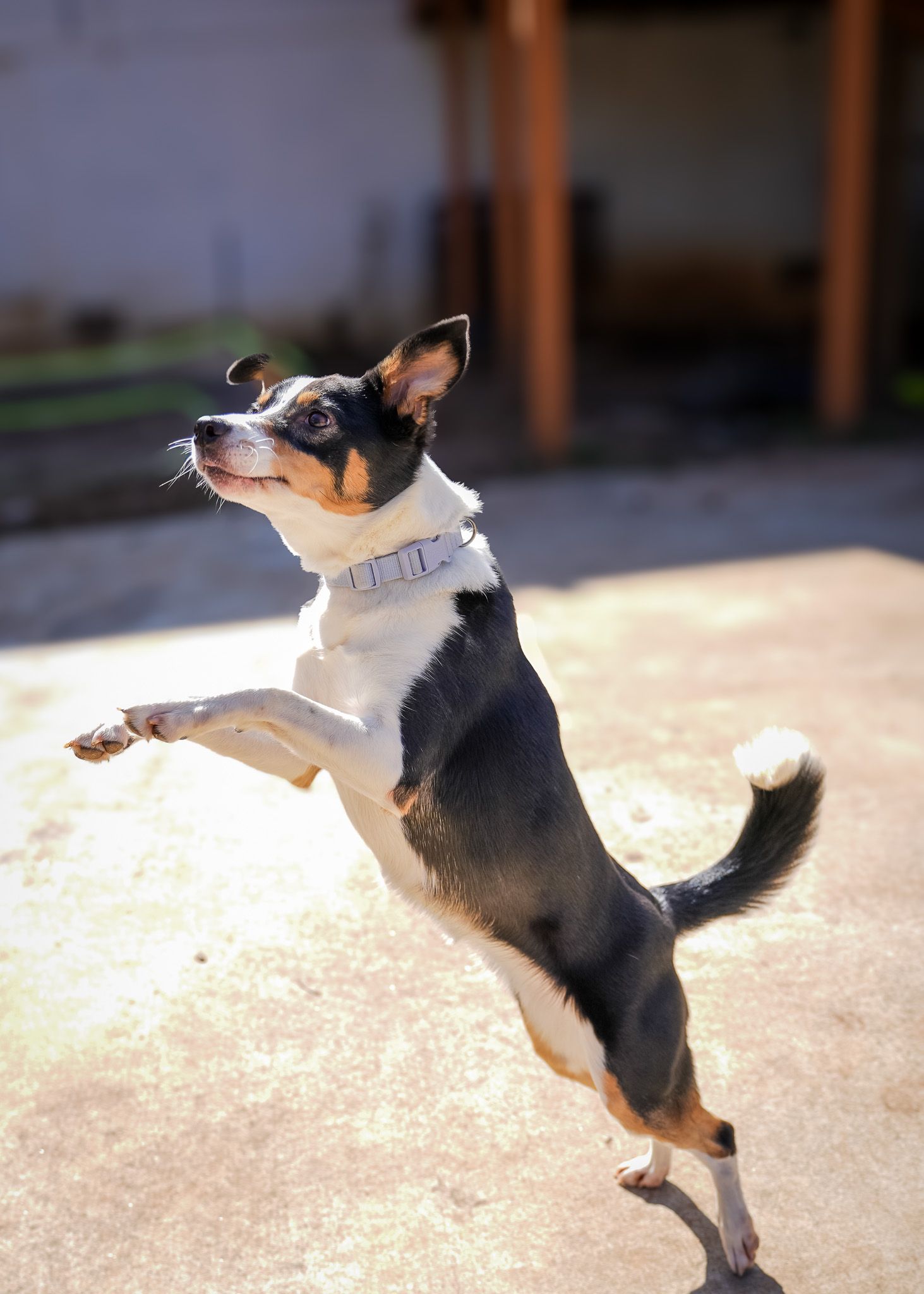 Pet action portrait of a dog jumping in Atlanta