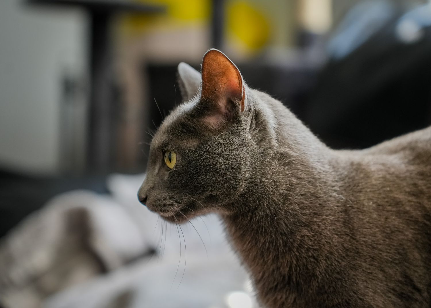 Pet Portrait of a silver cat in Atlanta