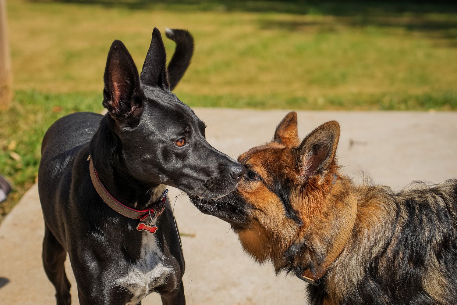 Pet Portrait of a black shepherd and a German Shepherd sniffing in Atlanta