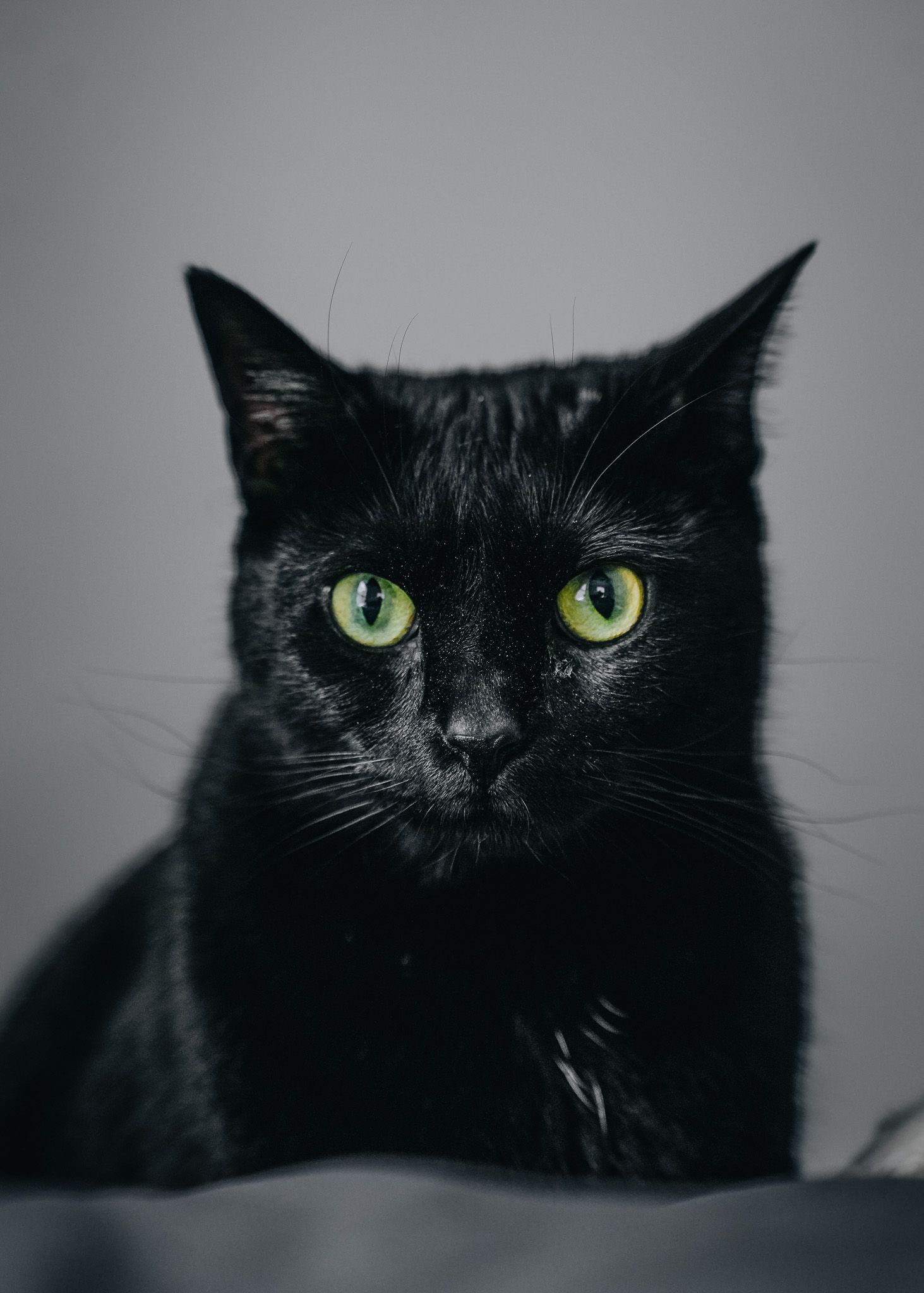 Pet Portrait of a black cat with green eyes in Atlanta
