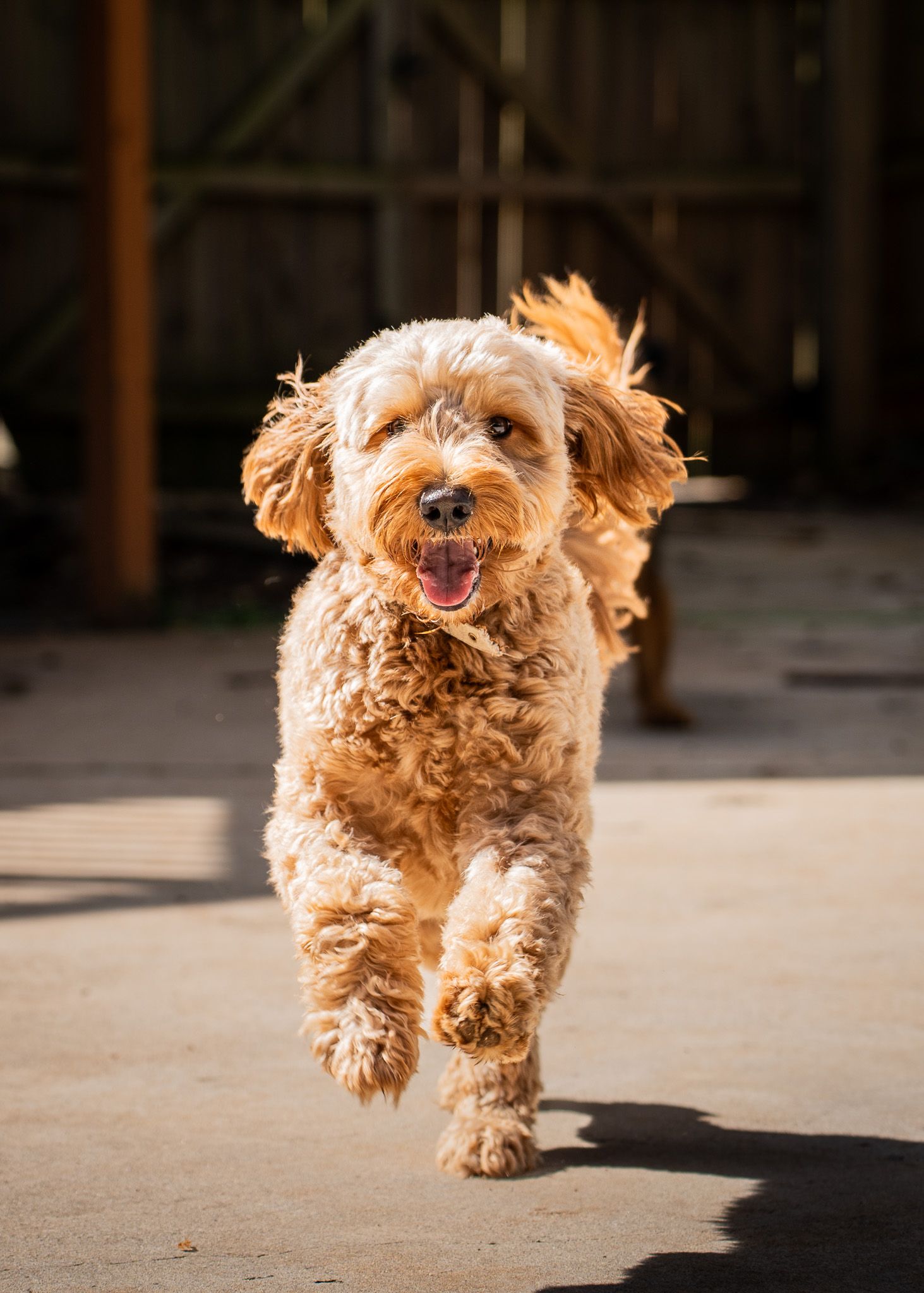 Pet Portrait of a goldendoodle running in Atlanta