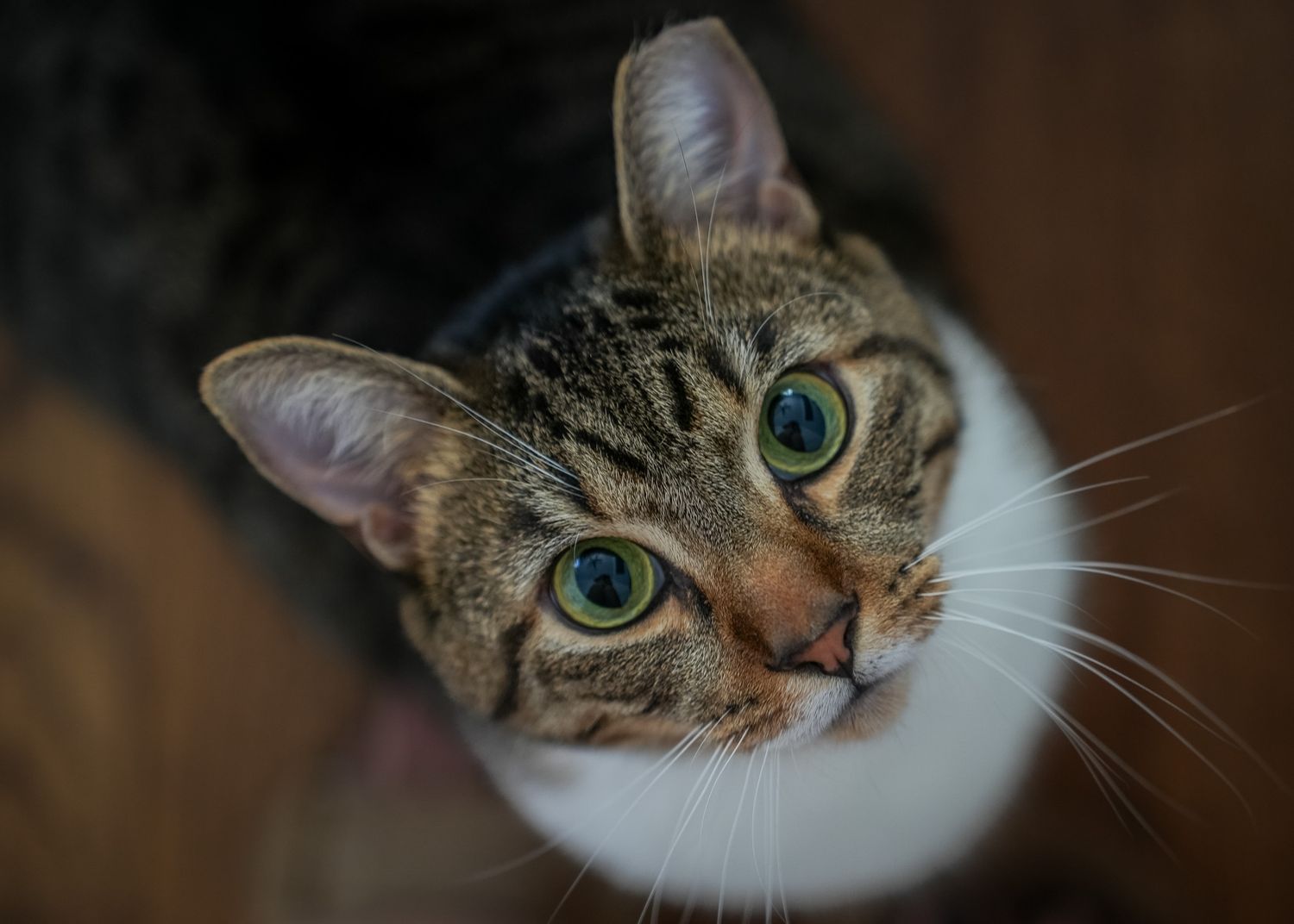 Pet Portrait of a cat in Atlanta