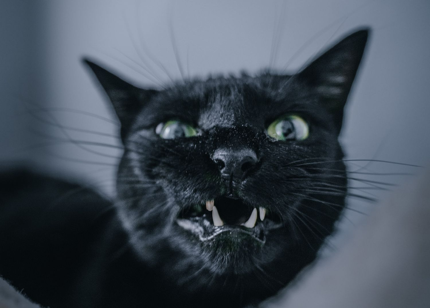 Pet Portrait of a black cat hissing in Atlanta