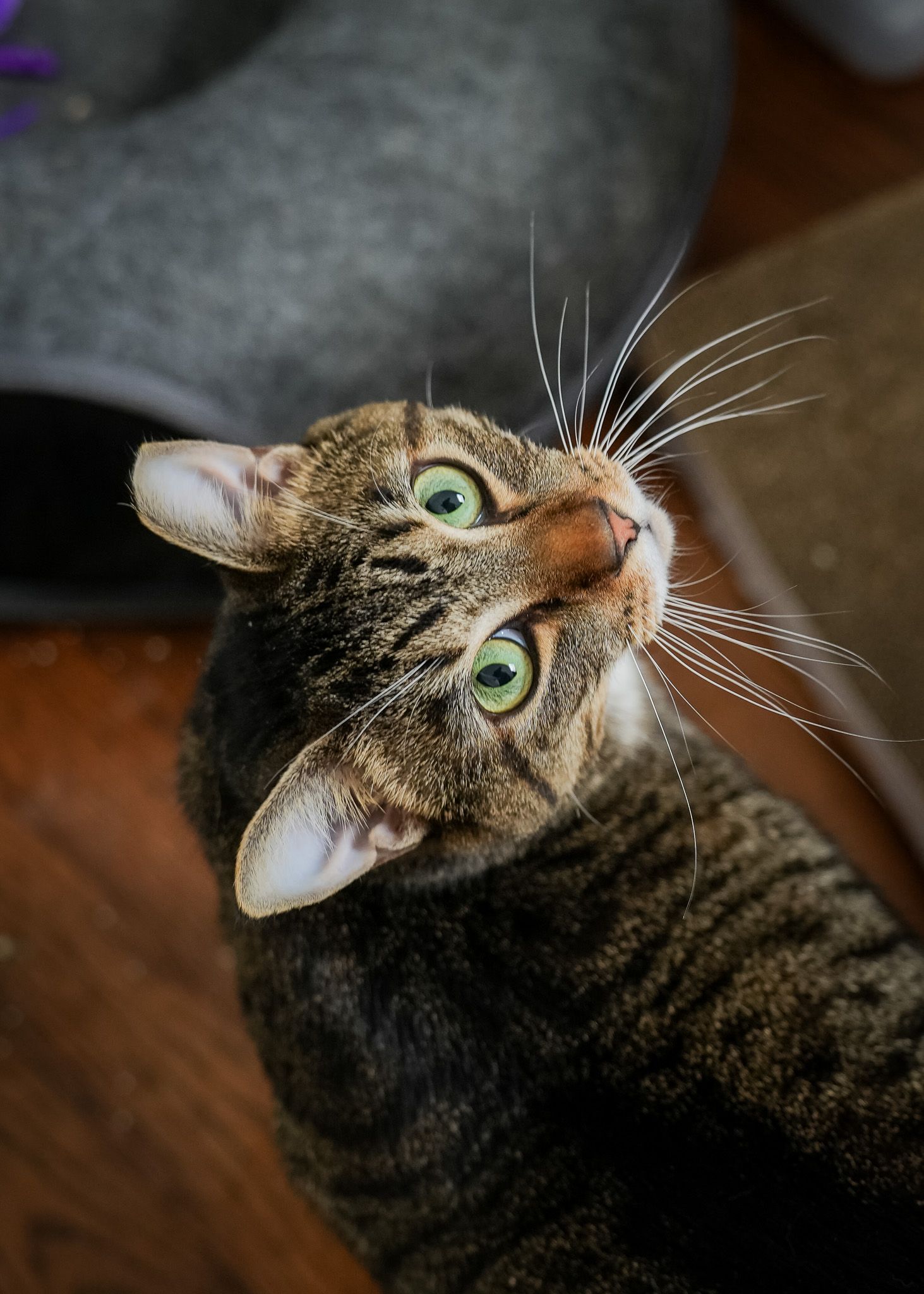 Pet Portrait of a tabby cat in Atlanta