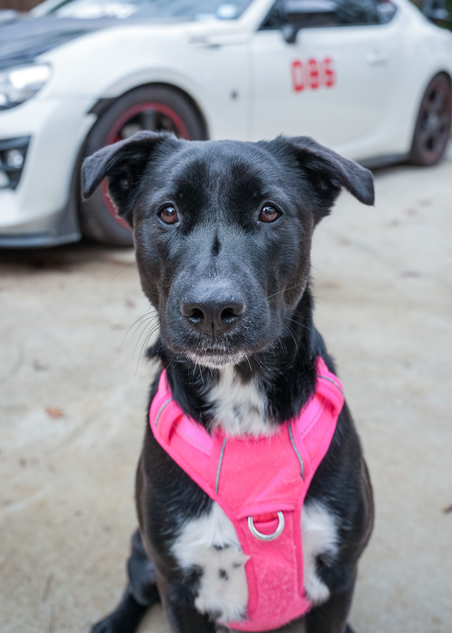 Pet Portrait of a black dog in Atlanta