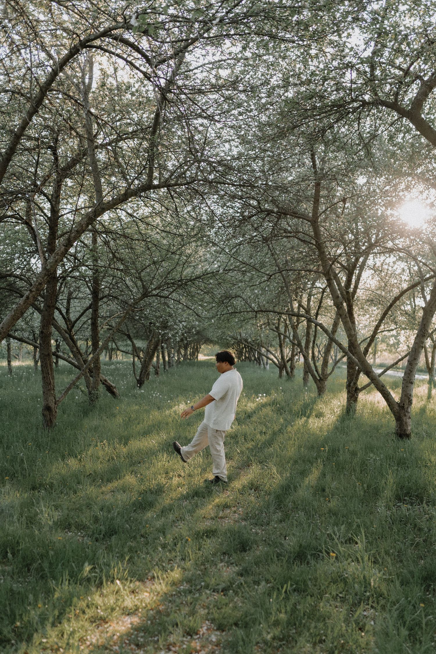 Dreamy springtime scene with figures walking through an orchard of blooming trees at sunset.