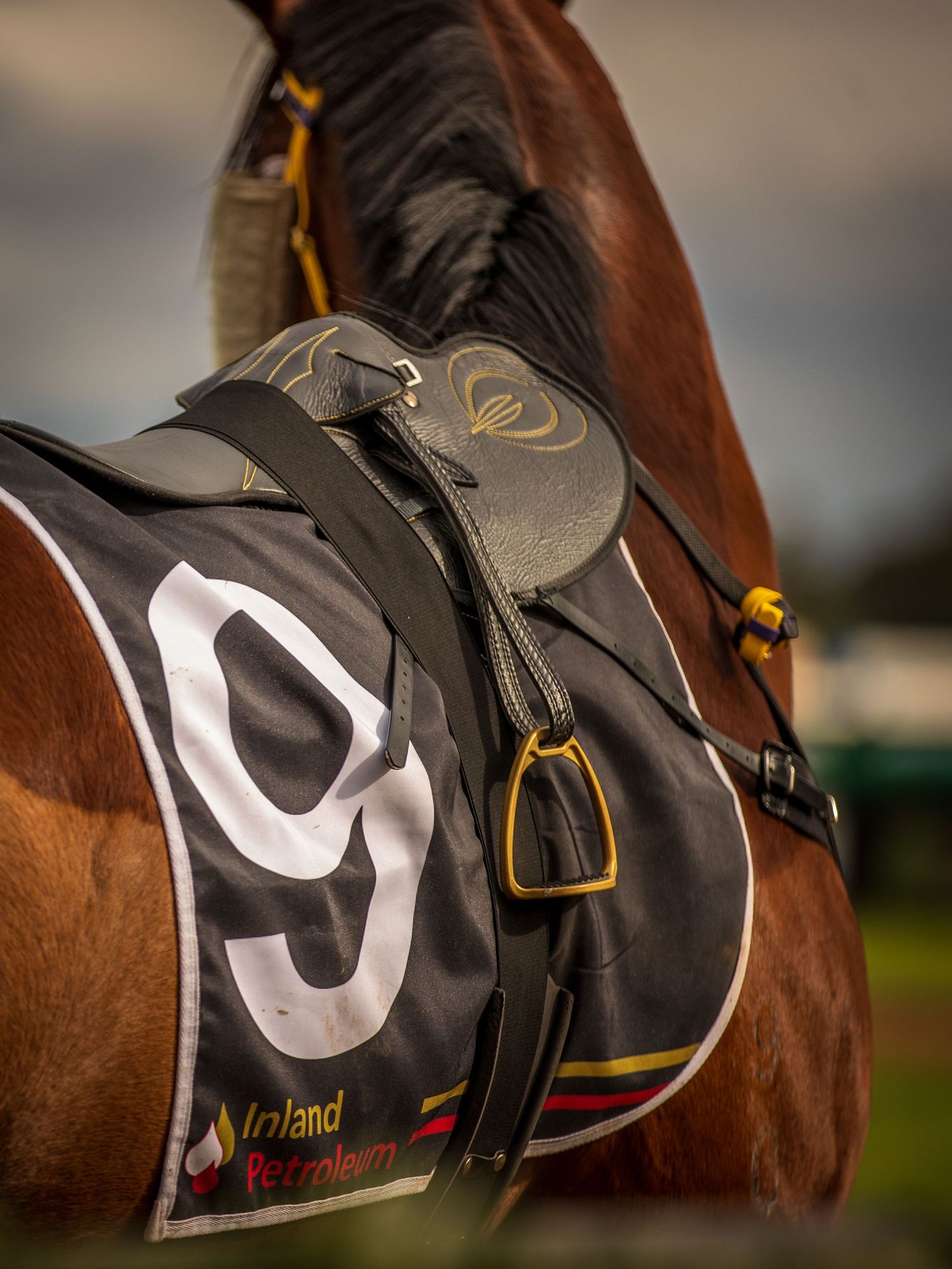 Close-up of a chestnut racehorse wearing number 9 saddlecloth with Inland Petroleum sponsorship and gold stirrups.