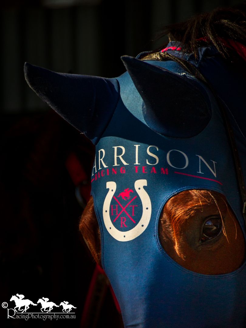 Close-up of a racehorse wearing a blue Harrison Racing Team ear bonnet with horseshoe logo.