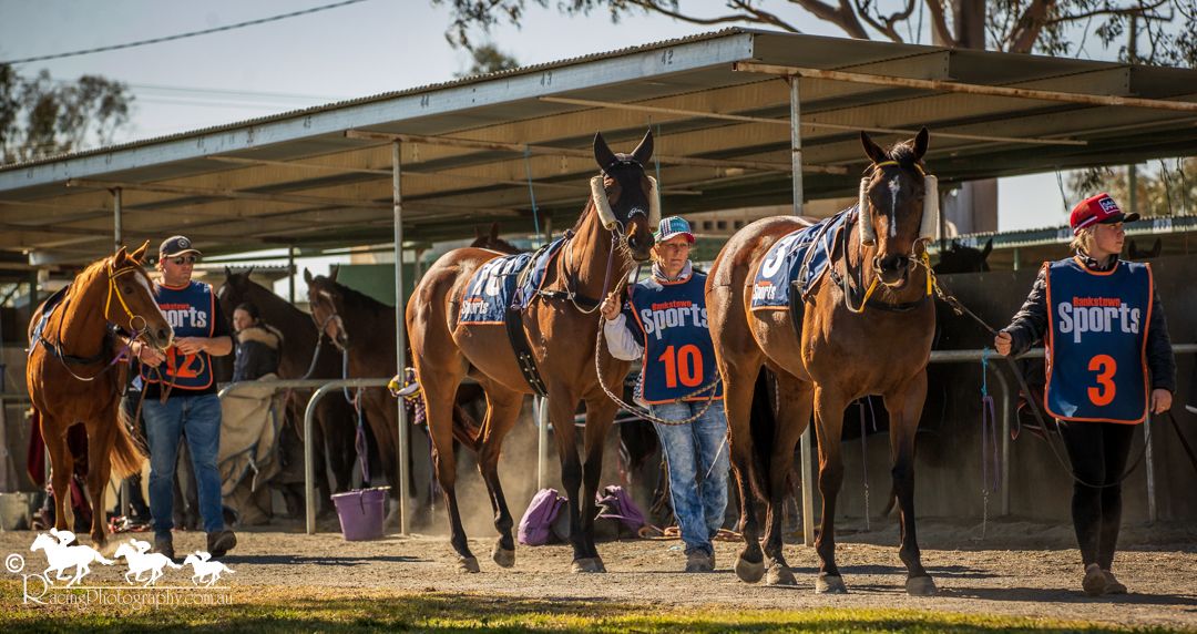 Three racehorses numbered 3, 10, and another are led by handlers in a paddock at an Australian horse racing event.