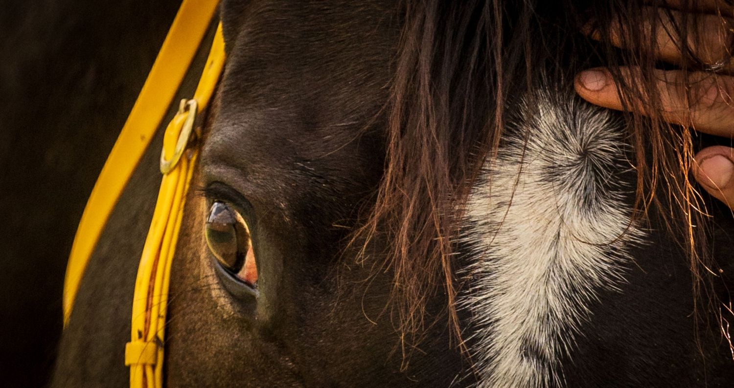 Close-up macro shot of a black and white cat's whiskers and fur with yellow accent in background.