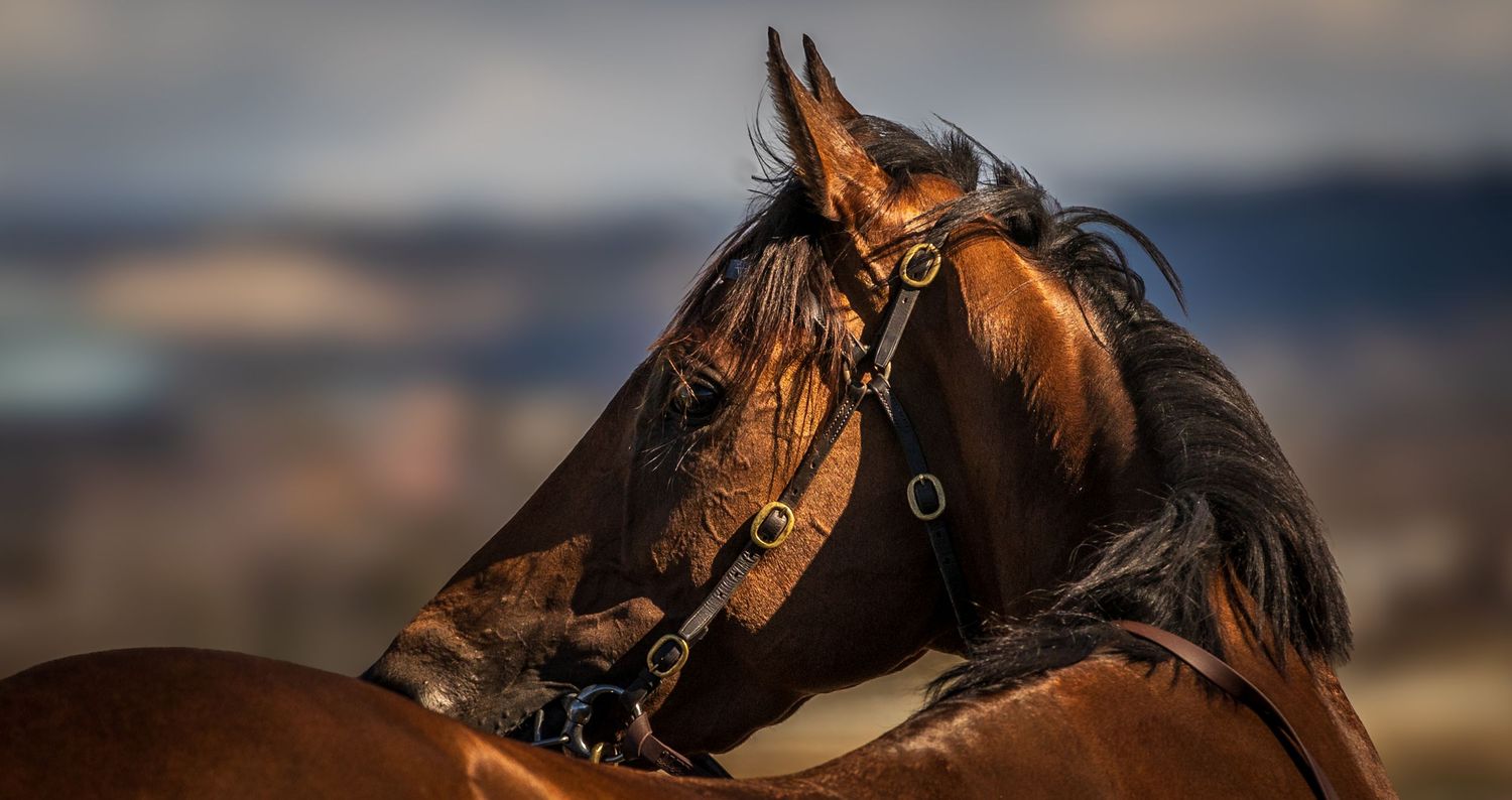 A close-up portrait of a majestic brown horse with dark mane against a blurred background at sunset.