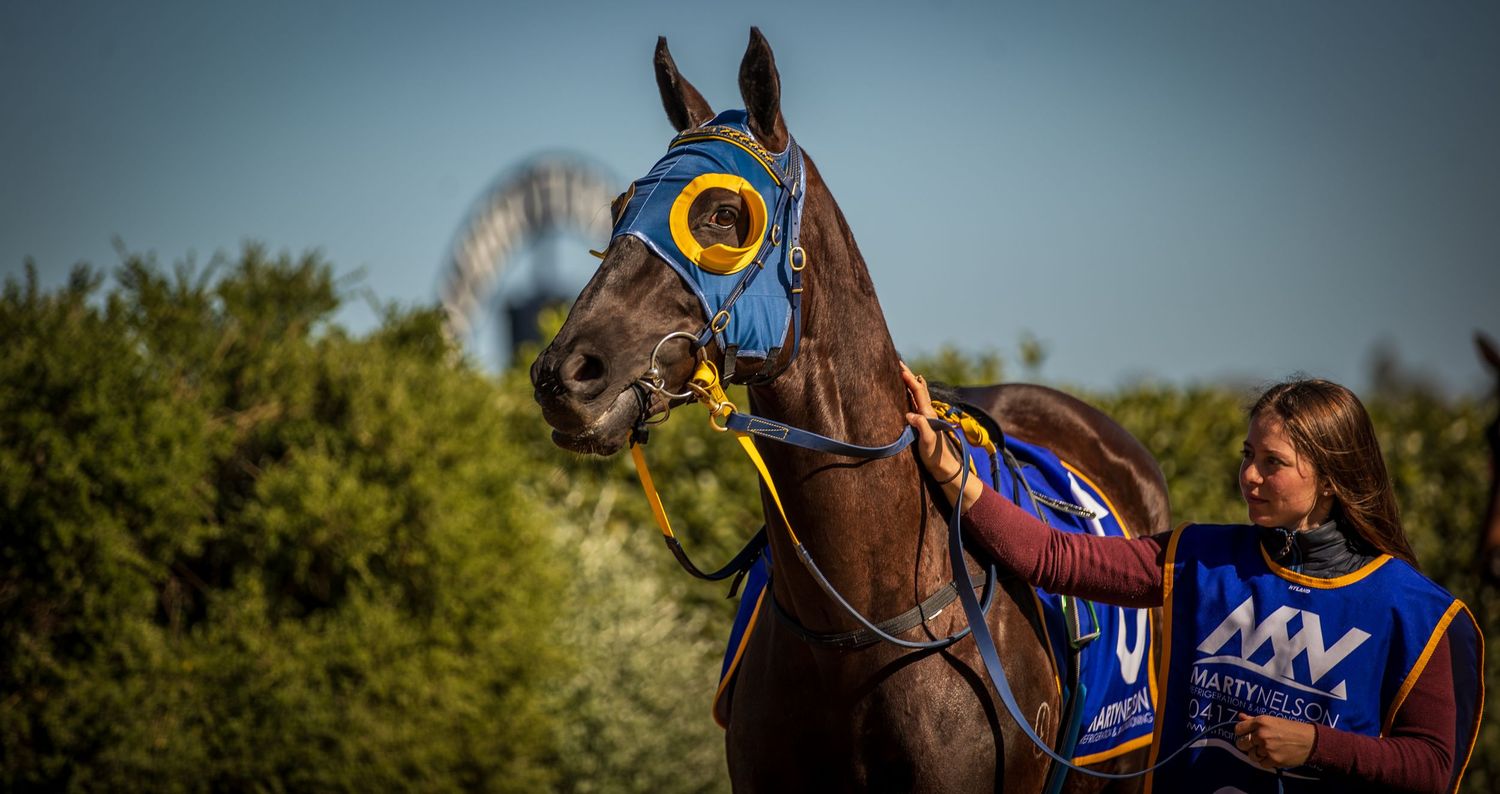 A racehorse wearing blue and gold blinders stands with a female handler outdoors near green trees.