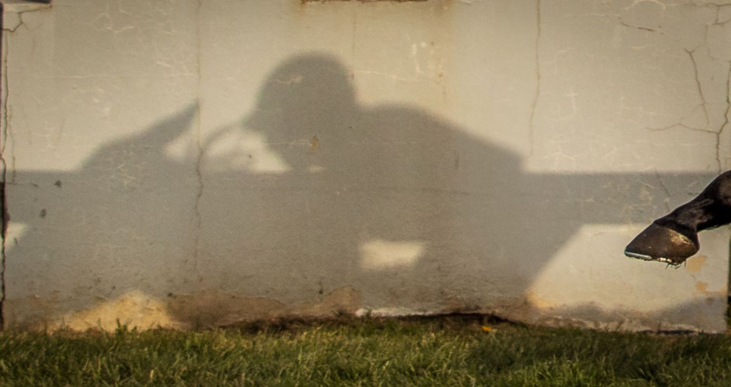 Shadow silhouettes of horses and riders cast against light colored wall during race.
