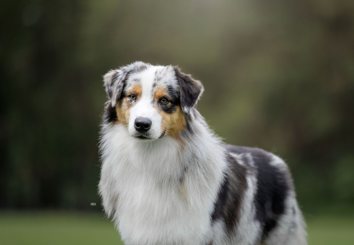 An Australian Shepherd with tri-colored fur gazes thoughtfully in an outdoor setting.