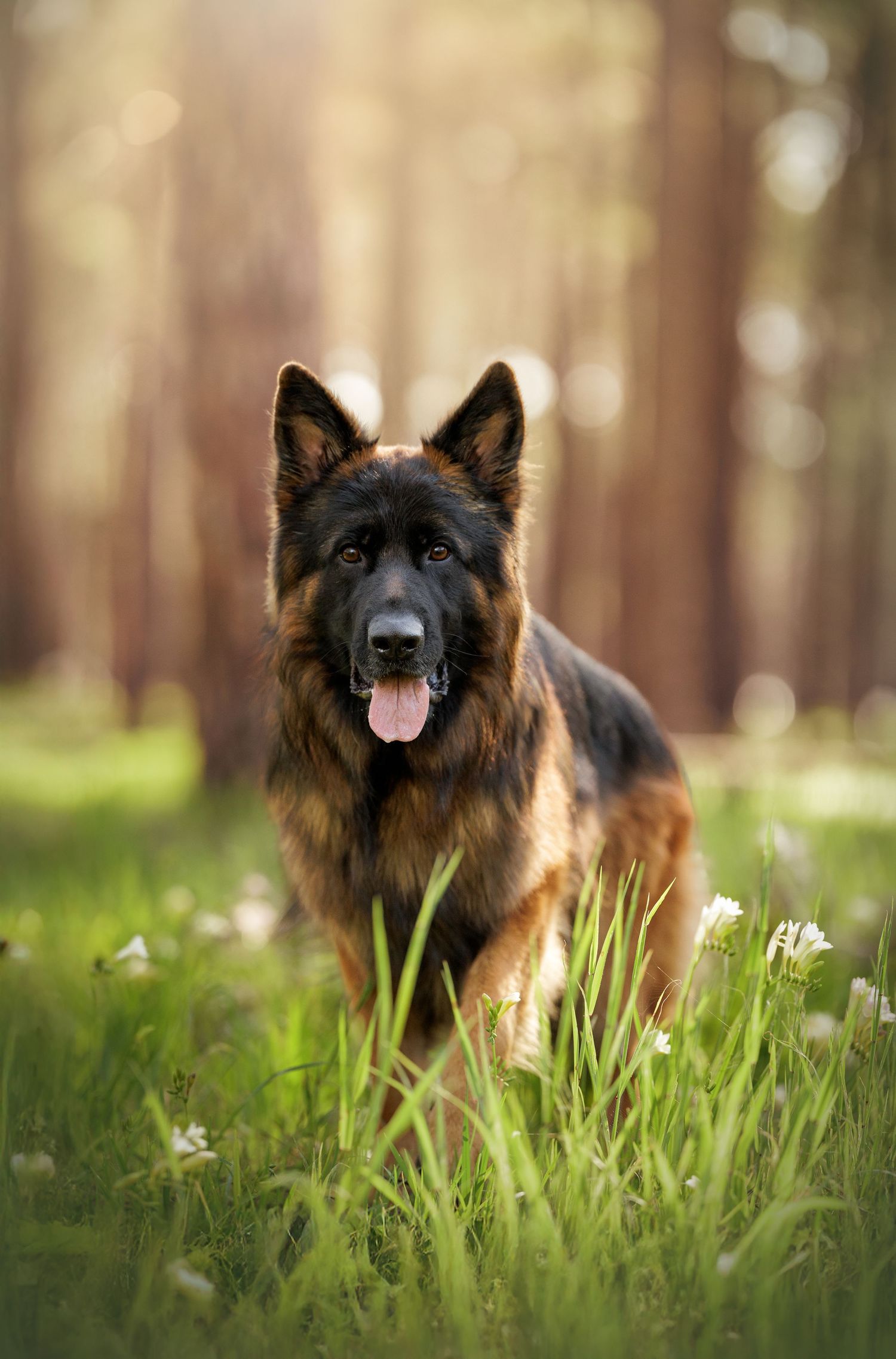 German Shepherd lying in spring grass with white flowers.