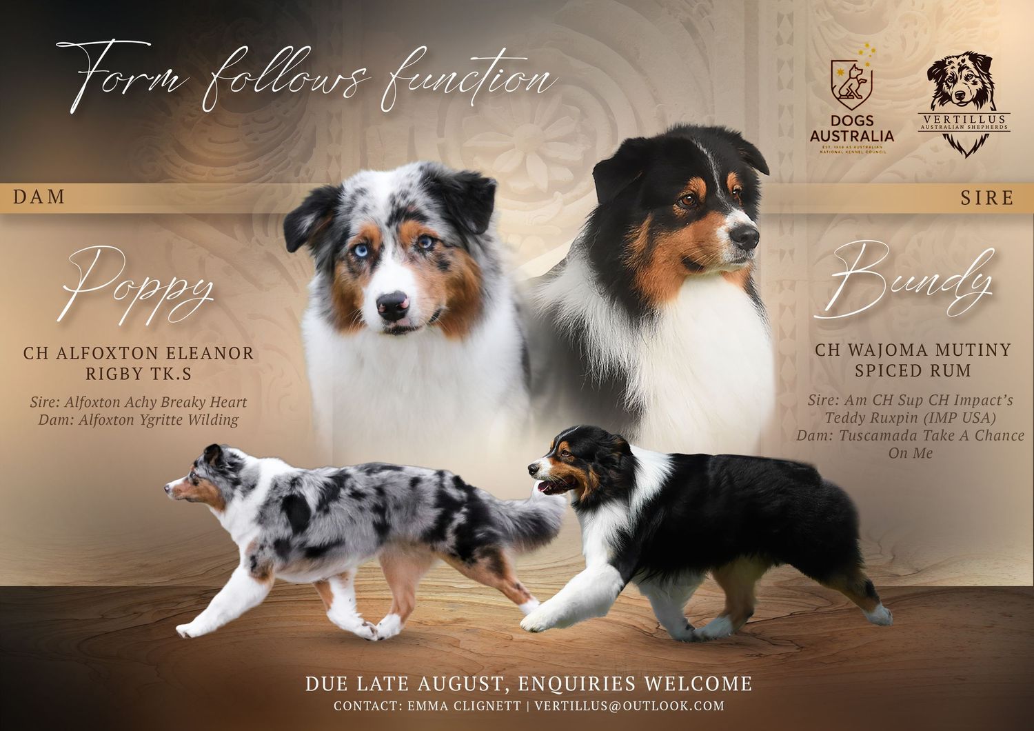 Australian Shepherd litter announcement for Vertillus Australian Shepherds.