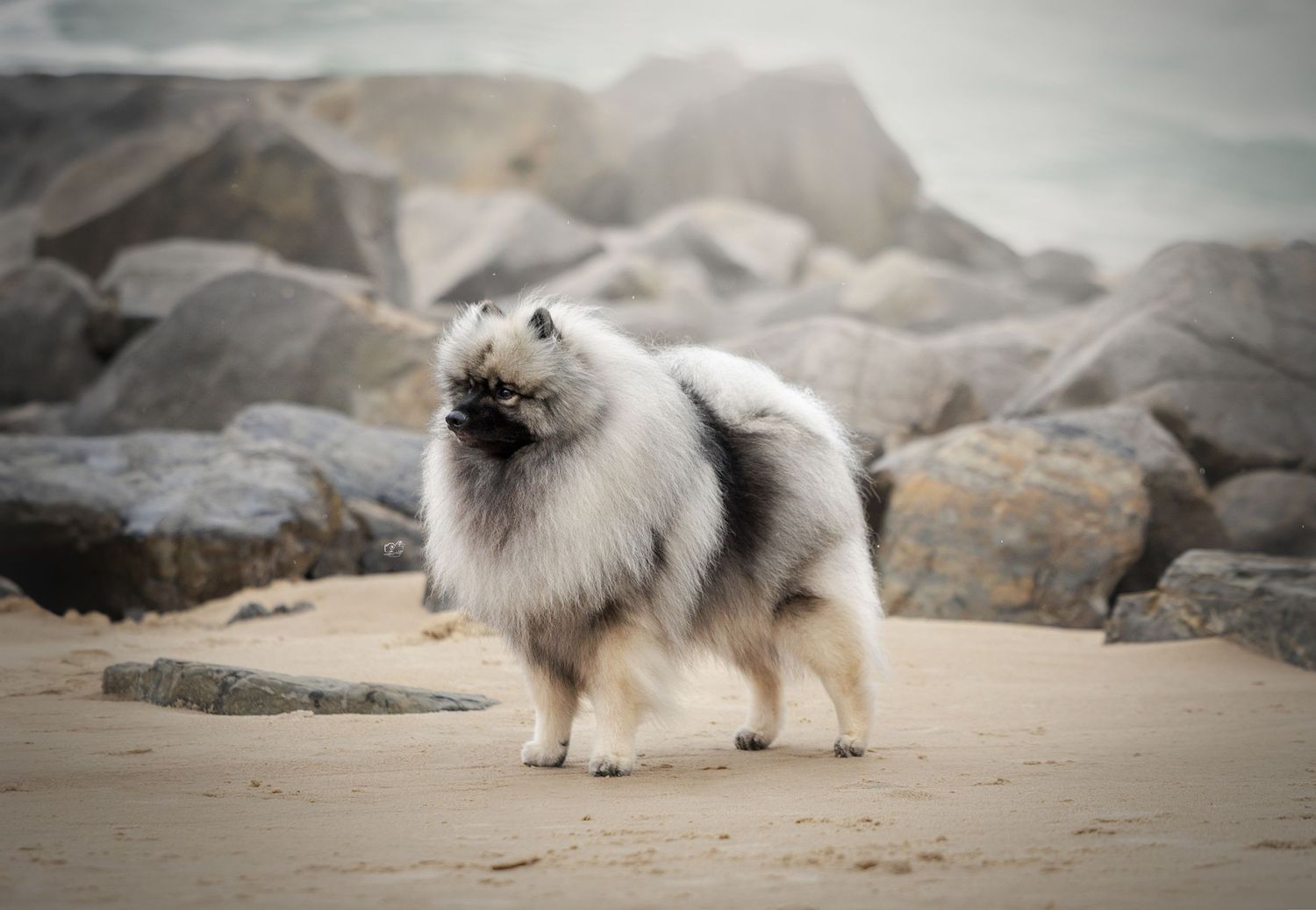 Fluffy white Keeshond dog standing on sandy beach with large rocks in background on overcast day.