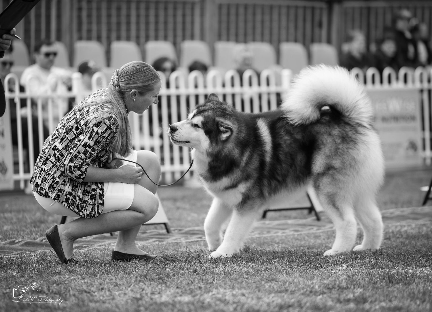 Woman kneeling face-to-face with a fluffy Alaskan Malamute at an outdoor dog show competition.