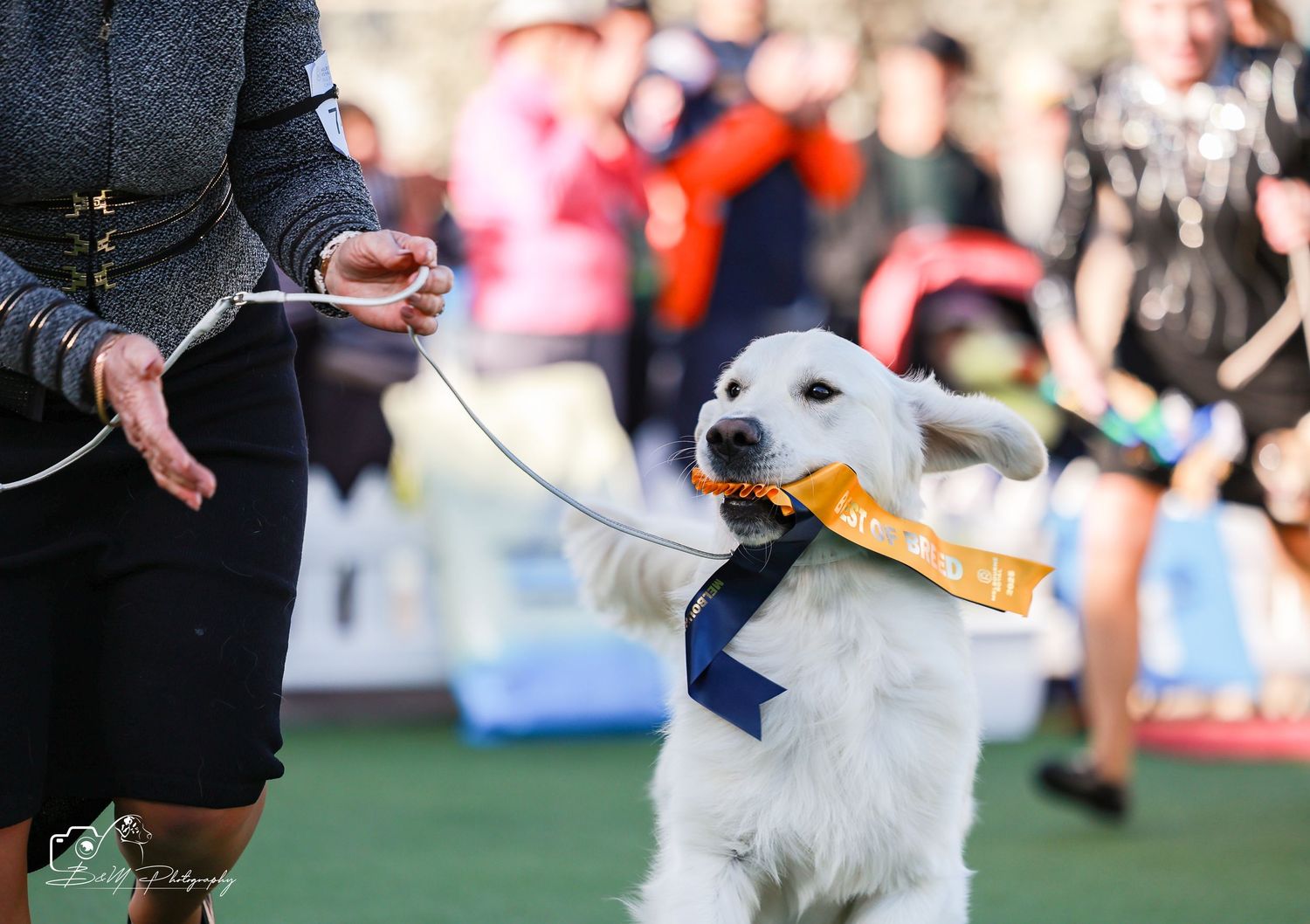 White puppy wearing a gold ribbon sash on a leash at an outdoor dog show competition.
