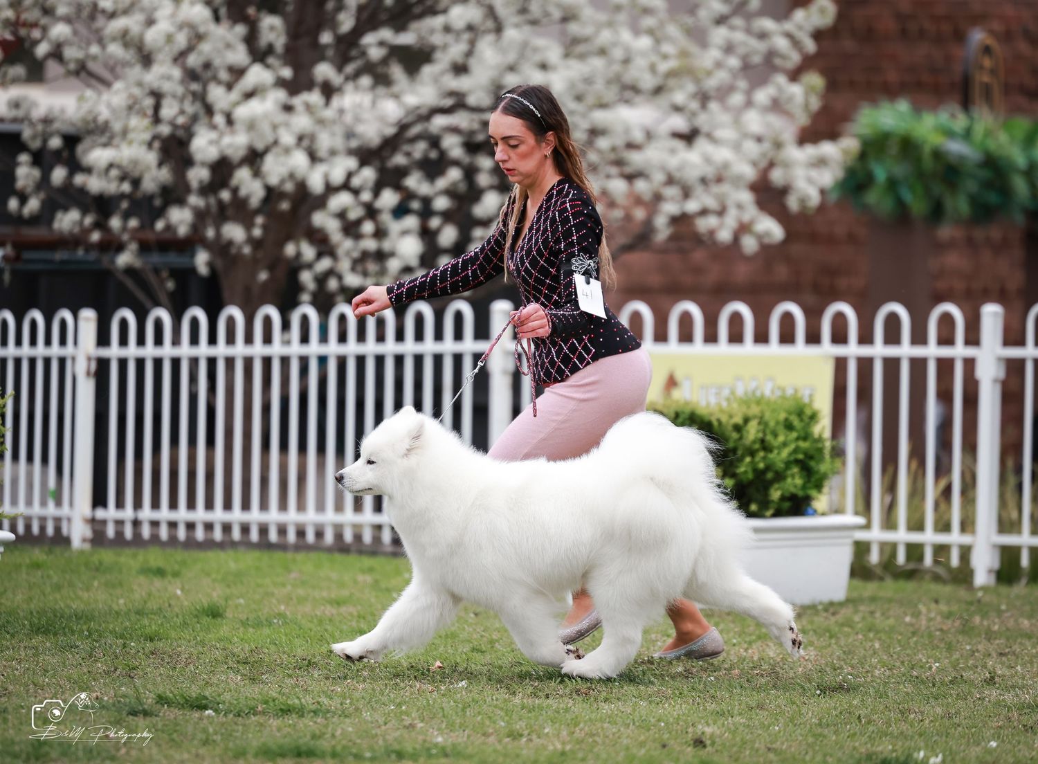 Woman in striped jacket handles fluffy white Samoyed dog on green grass near white fence with blooming trees.