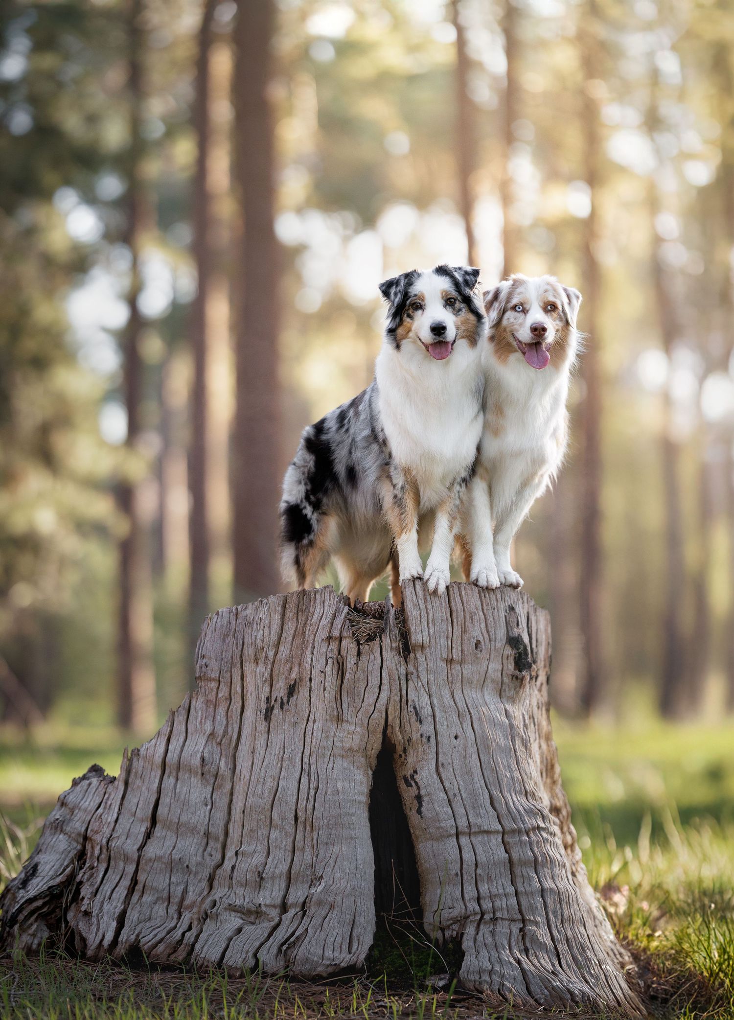 Two Australian Shepherds sitting together on a large tree stump in a pine forest.