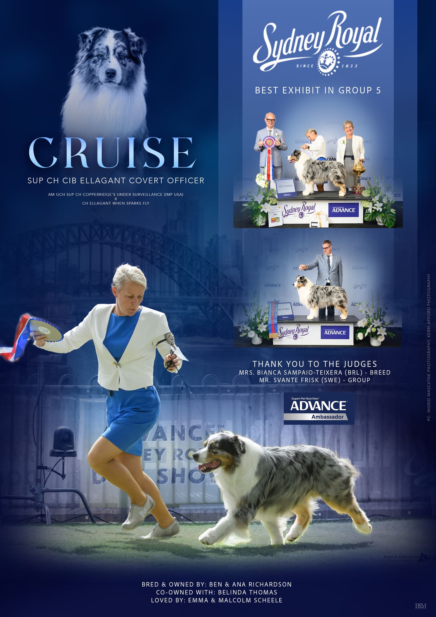 Show dogs performing with handlers in a blue-toned promotional competition collage.