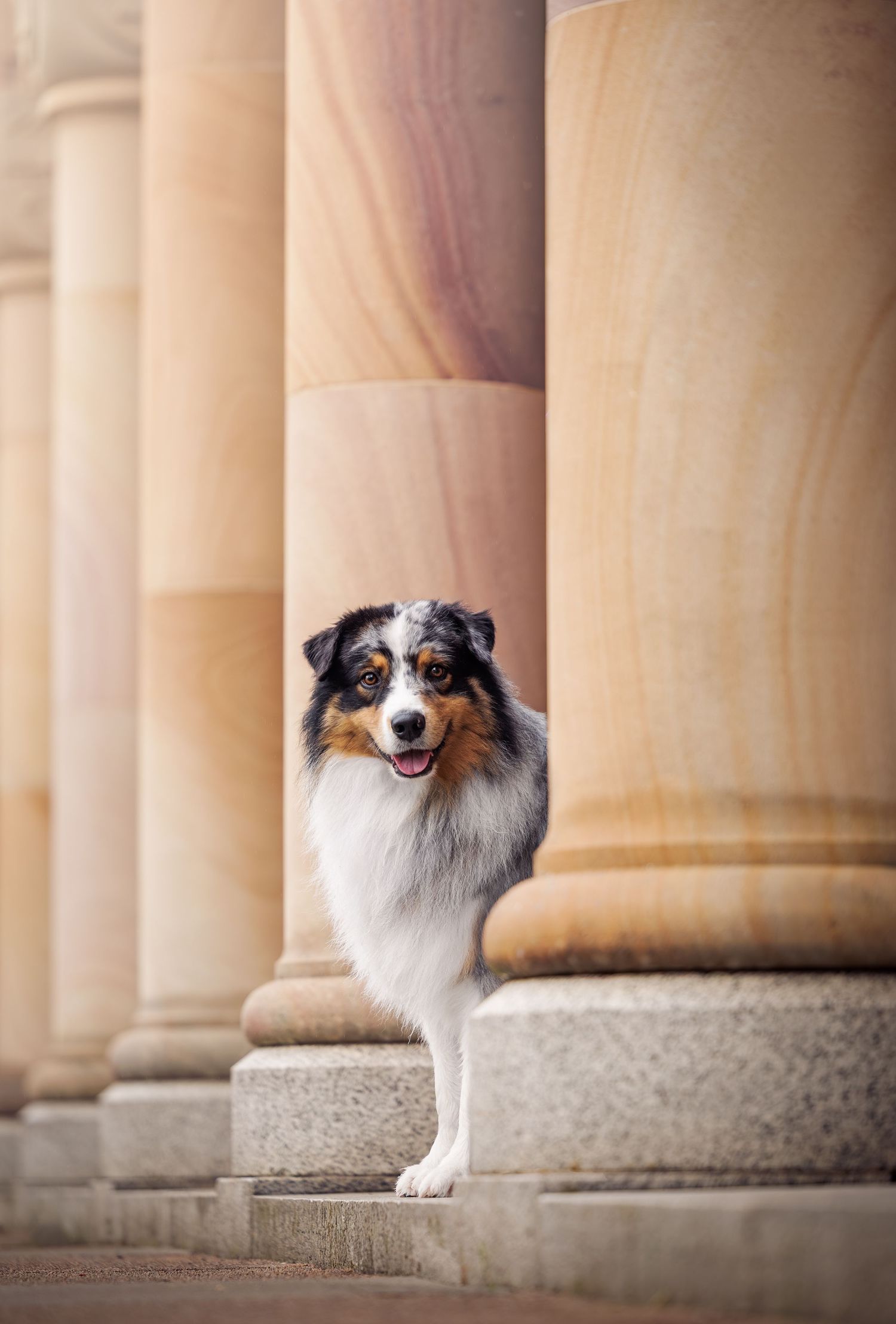 An Australian Shepherd dog stands between large sandstone columns on stone steps, looking alert with mouth open.