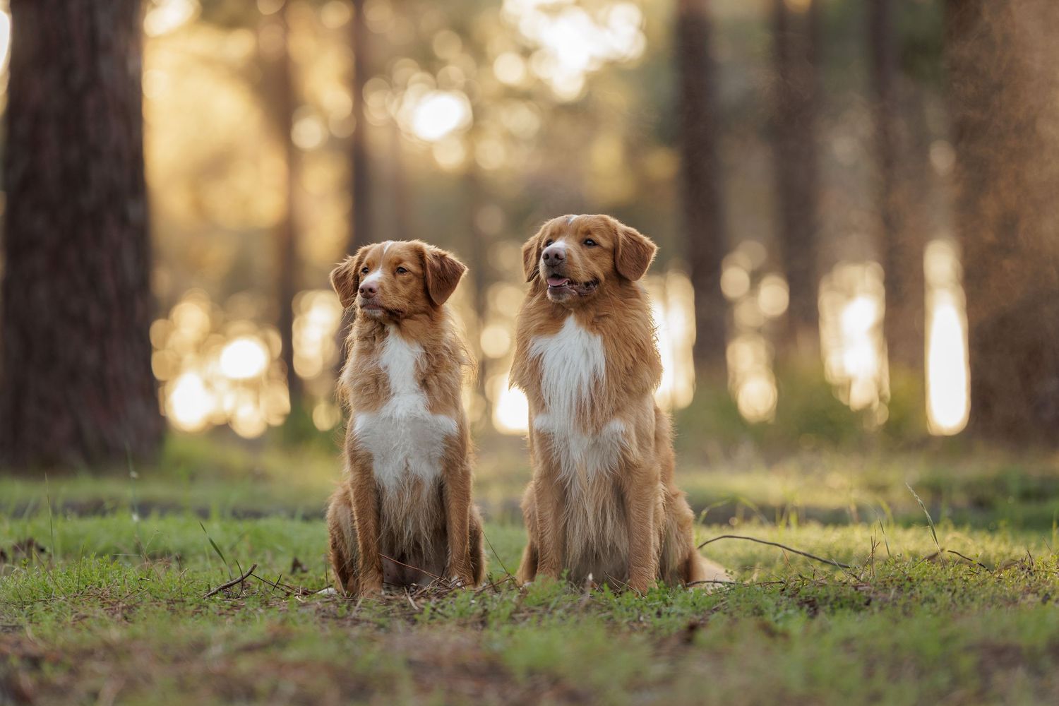 Two Australian Shepherds sitting side by side in a sunlit forest setting.