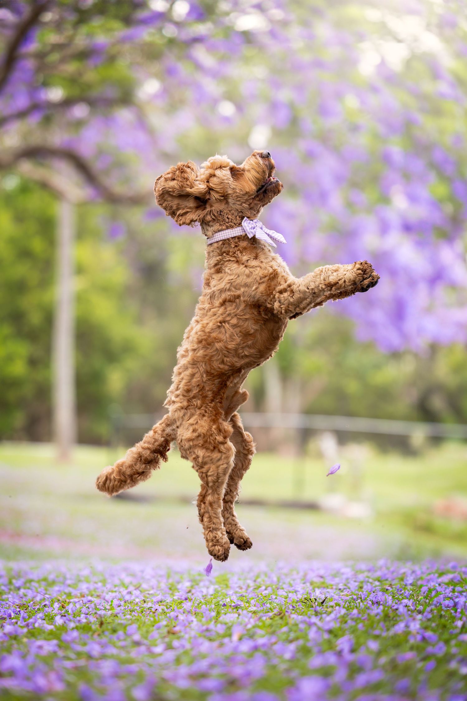 A brown poodle leaps joyfully among purple flowers in a sunny garden.
