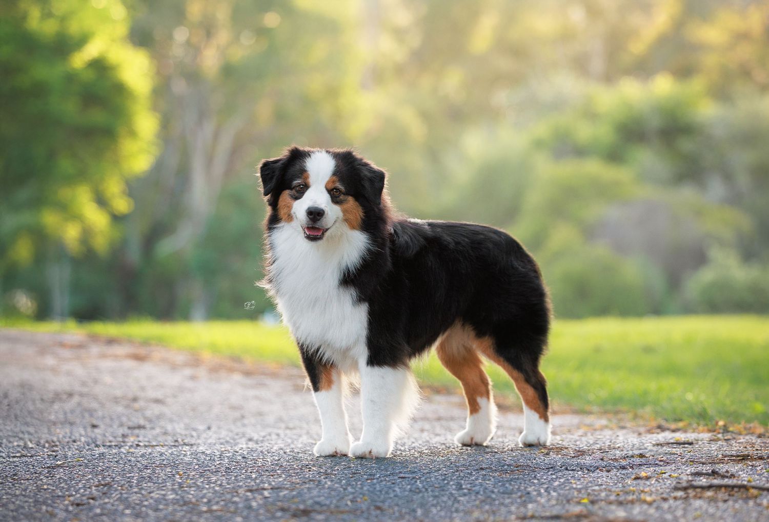 A tri-color Australian Shepherd dog stands on a park path surrounded by lush green trees and grass.