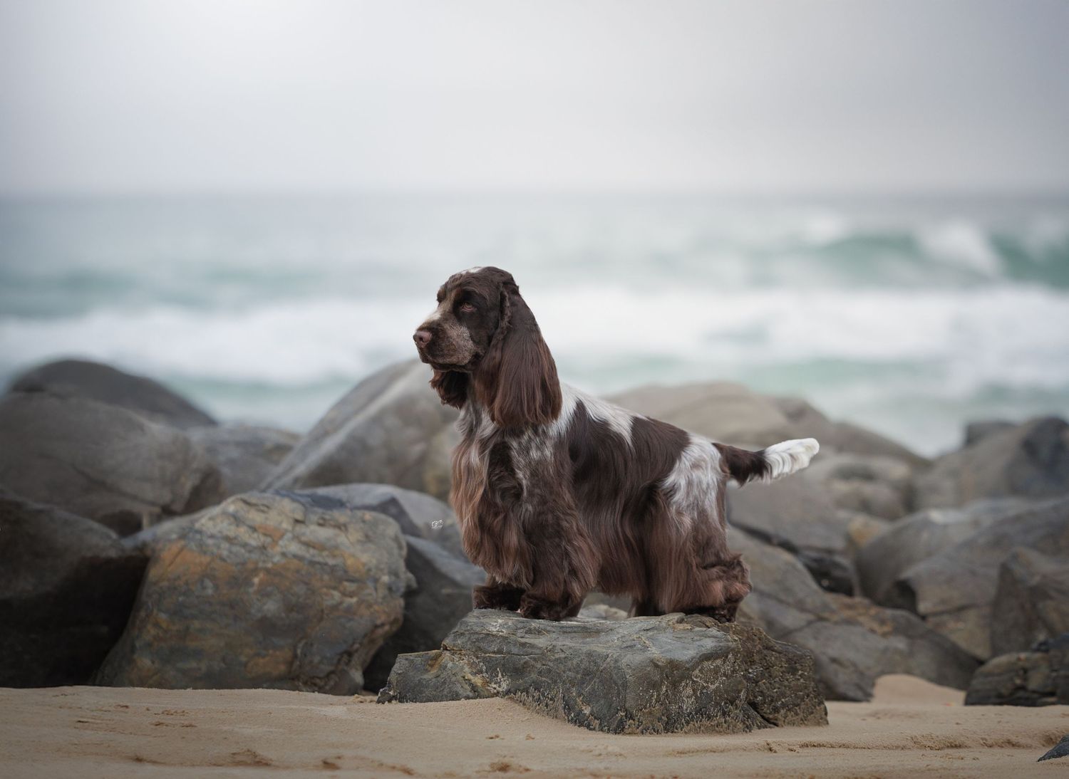 A brown and white Cocker Spaniel dog standing on rocky shoreline with ocean waves in the background.