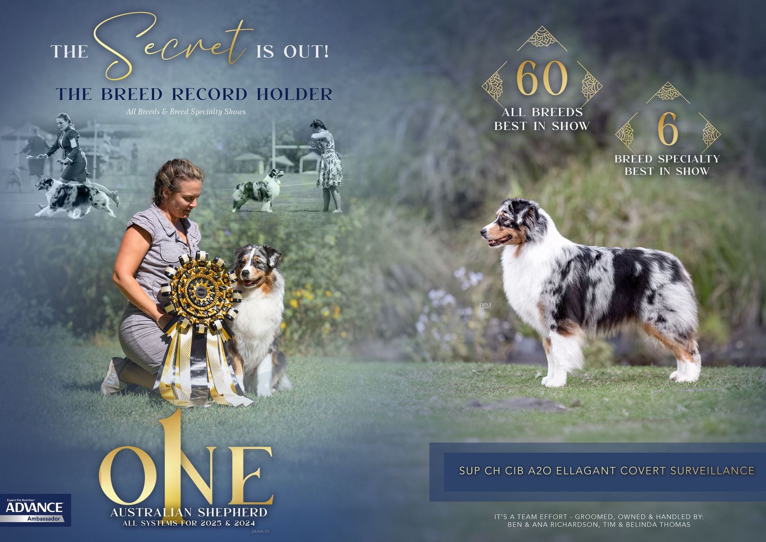 Dramatic show dog banner with misty background featuring multiple champion breeds.