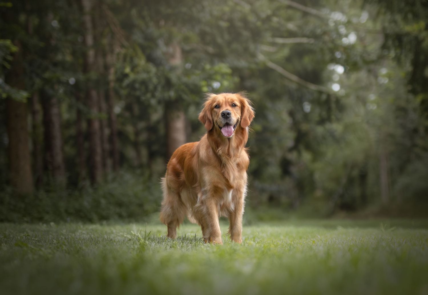 Golden Retriever standing alert in a lush green forest setting.