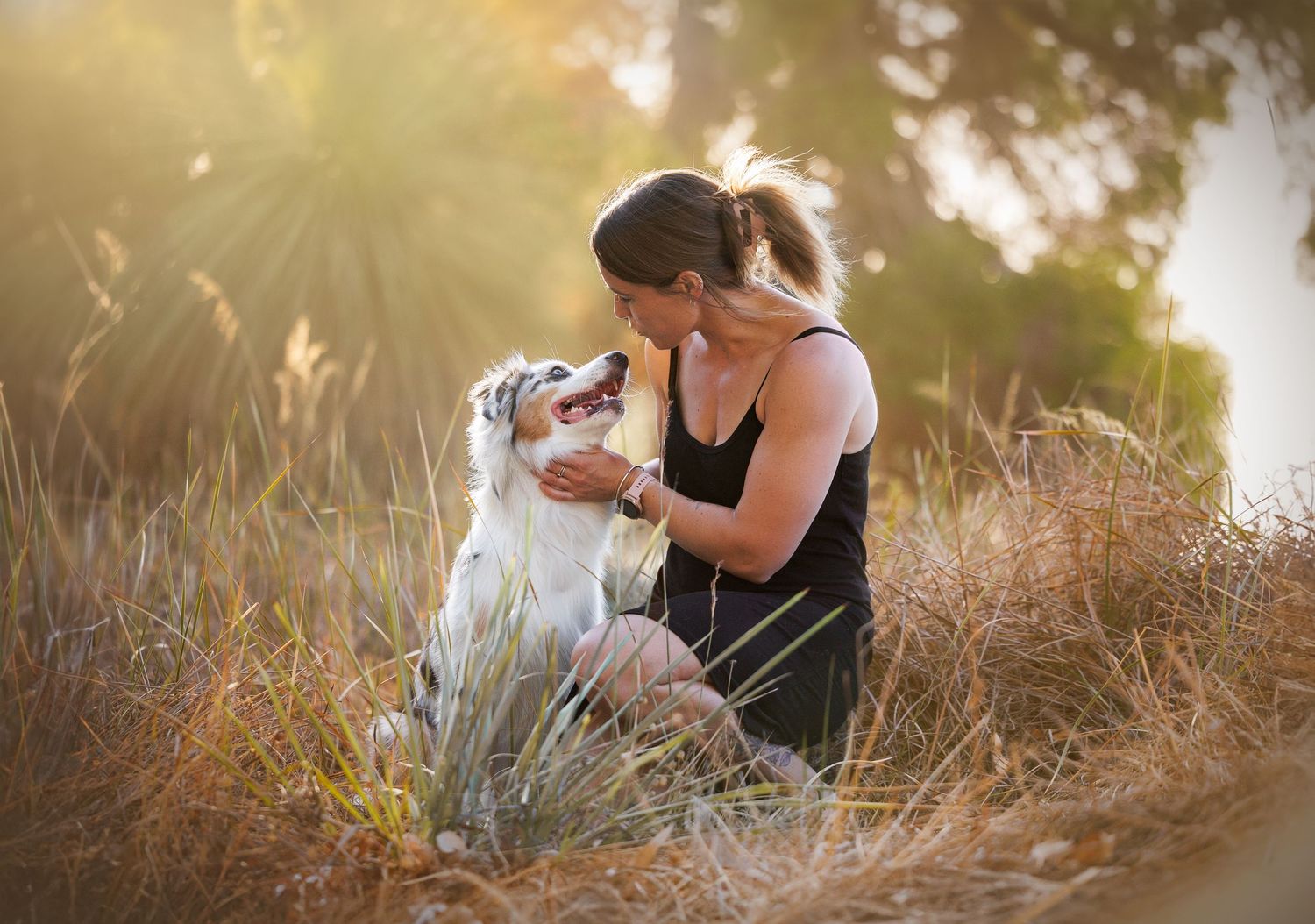 Australian Shepherd plays in a golden sunlit field during a heartwarming outdoor photo session.