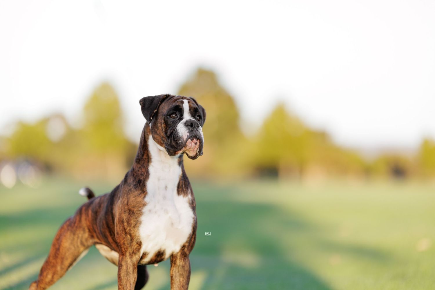 Portrait series of a boxer dog standing in a grassy field.