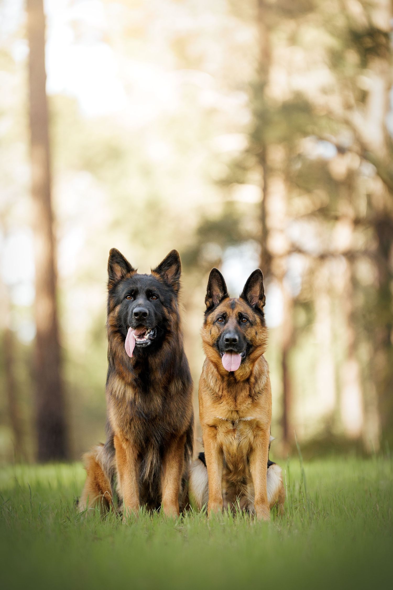 Two German Shepherd dogs standing alert in a wooded area with soft lighting.