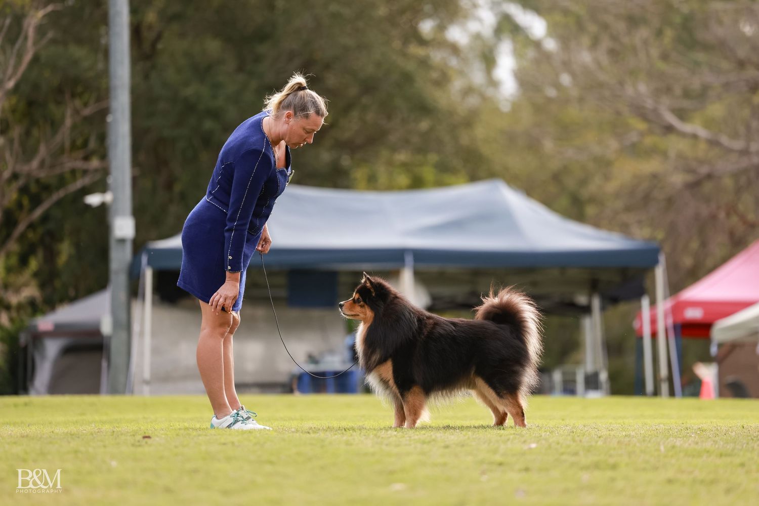 Finnish Laphund being presented at an outdoor dog show competition.