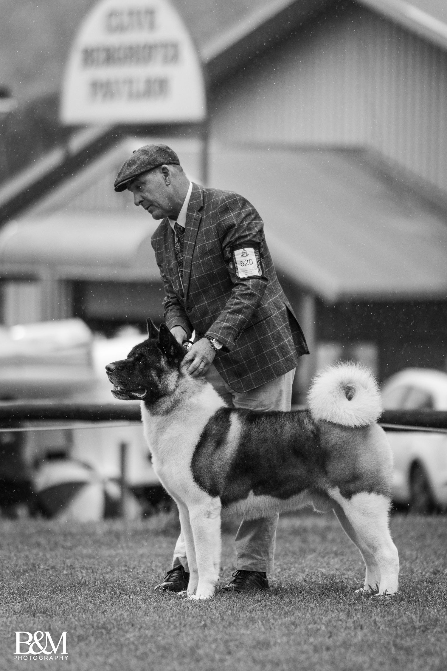 Black and white Australian Shepherd in a show stance with handler at a dog competition.