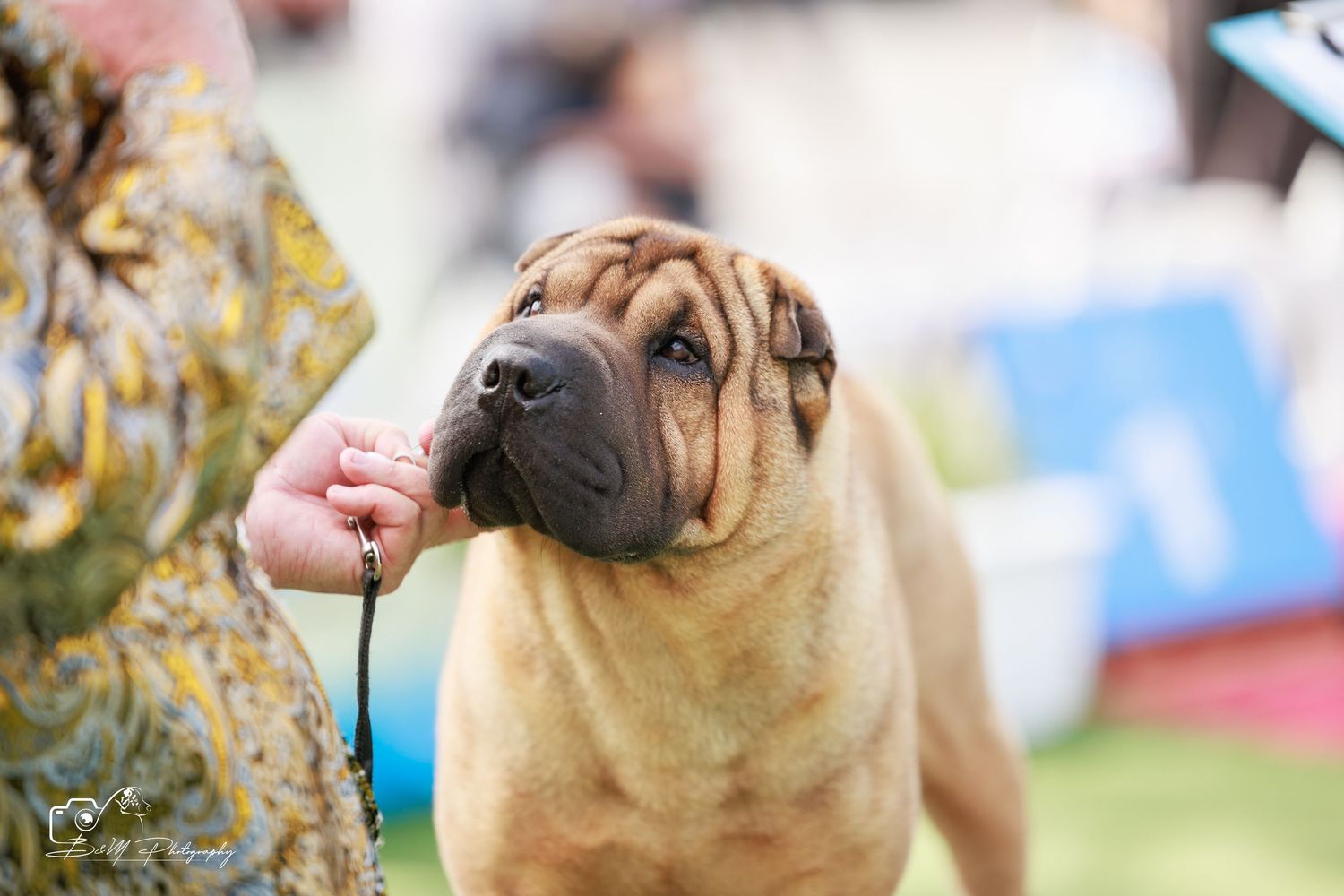 A wrinkled Shar Pei dog on a leash at an outdoor dog show, being handled by a person in a floral outfit.