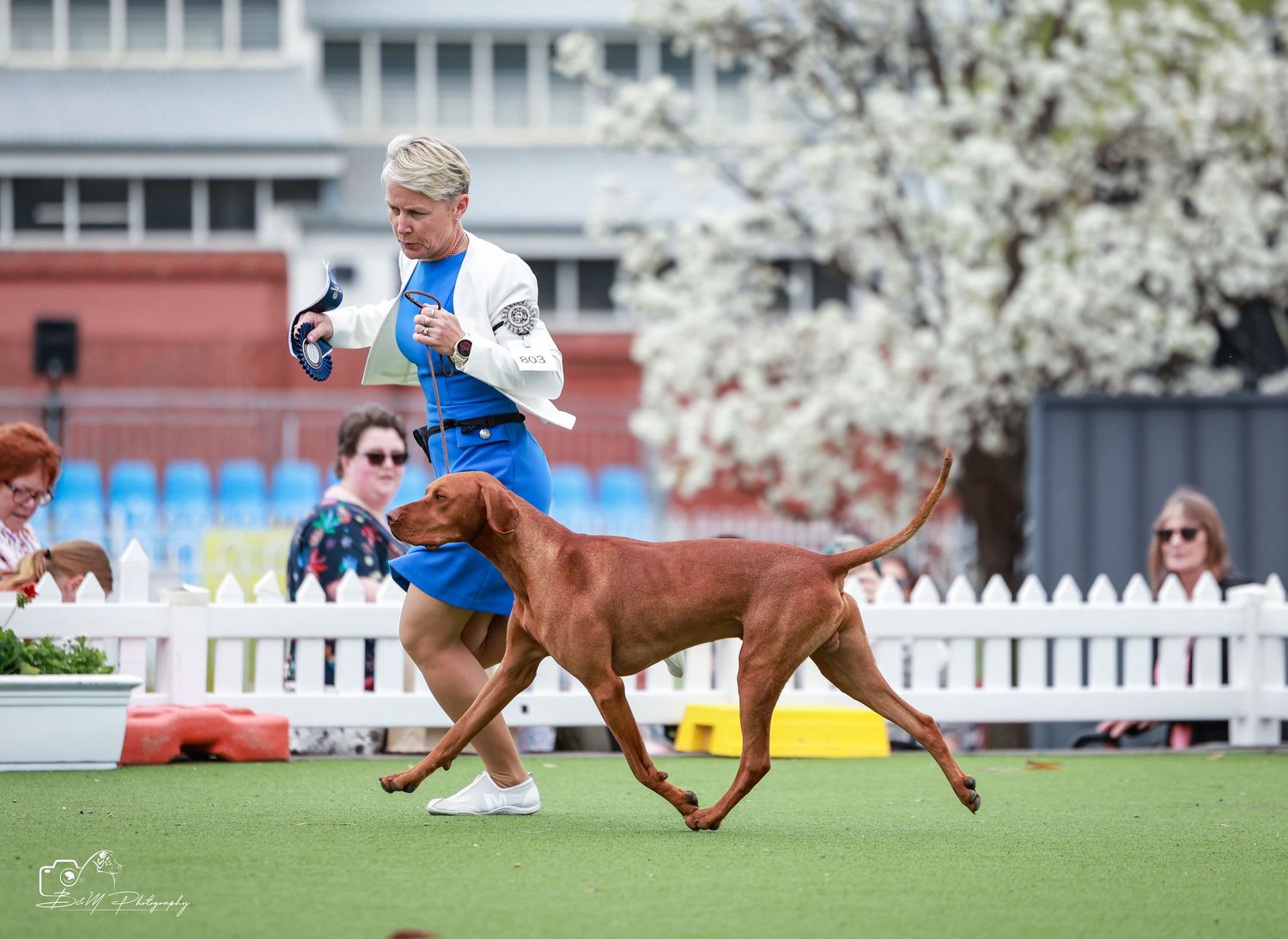 A woman runs with a Vizsla dog on a green field at an outdoor dog show, with white fencing and blossoming trees.