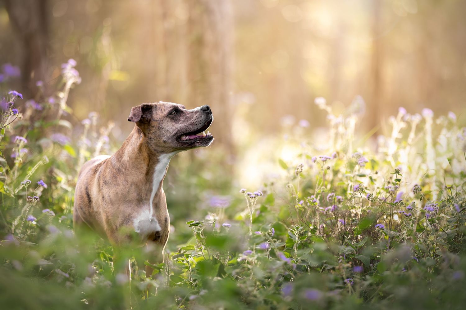 Brown dog sitting in a meadow of wildflowers during golden hour with a joyful expression.