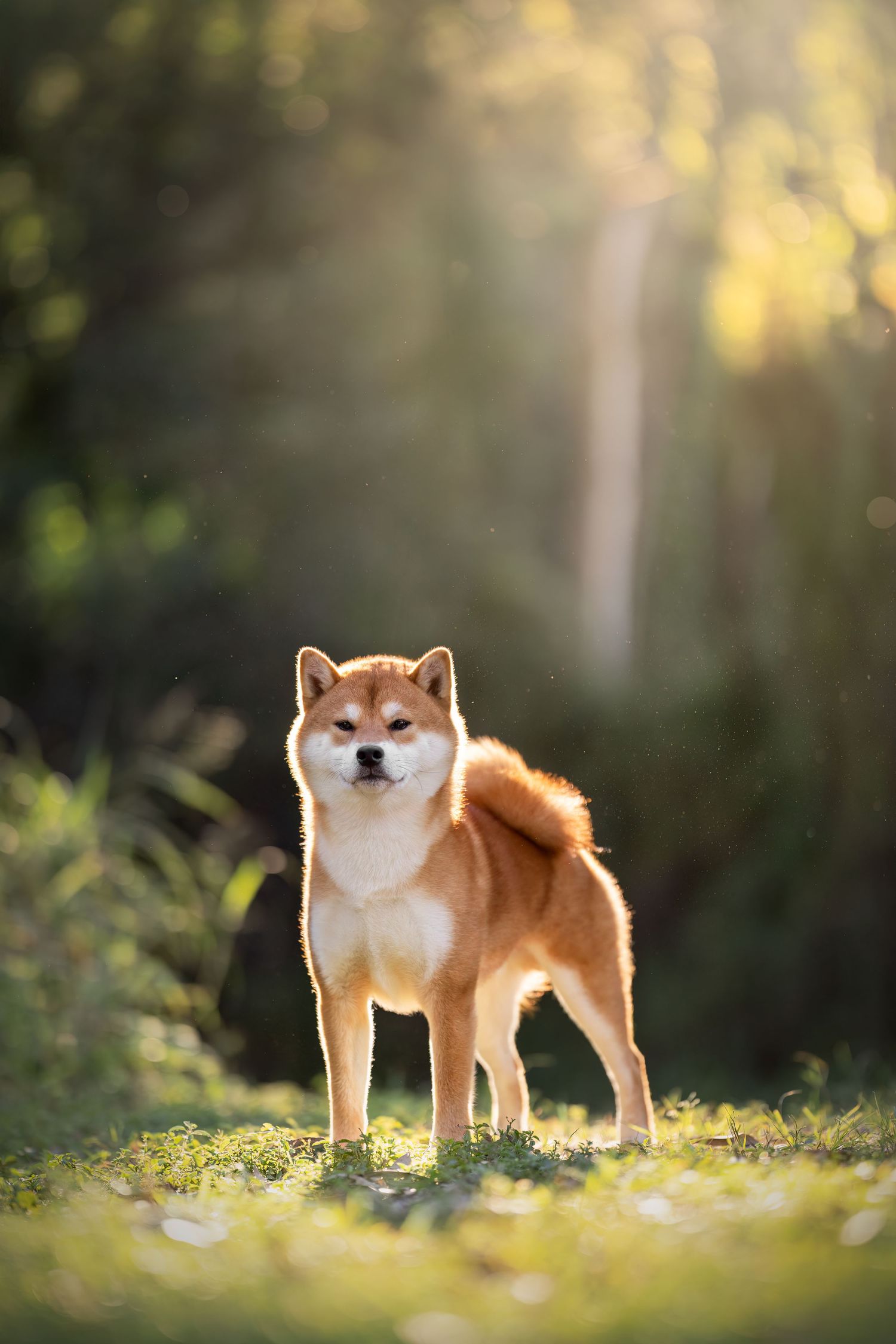 A Shiba Inu dog stands alertly in sunlit grass with golden bokeh background.