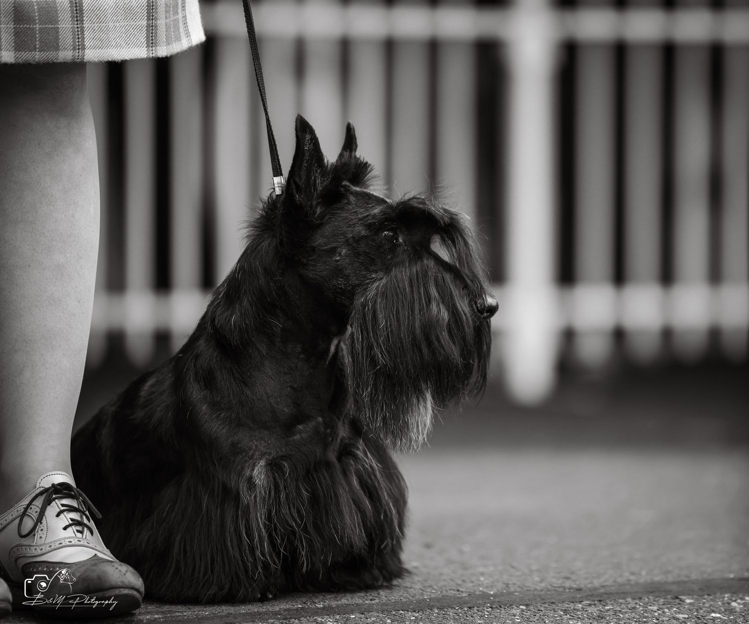 Black Scottish Terrier on leash standing beside owner's feet in black and white photography.