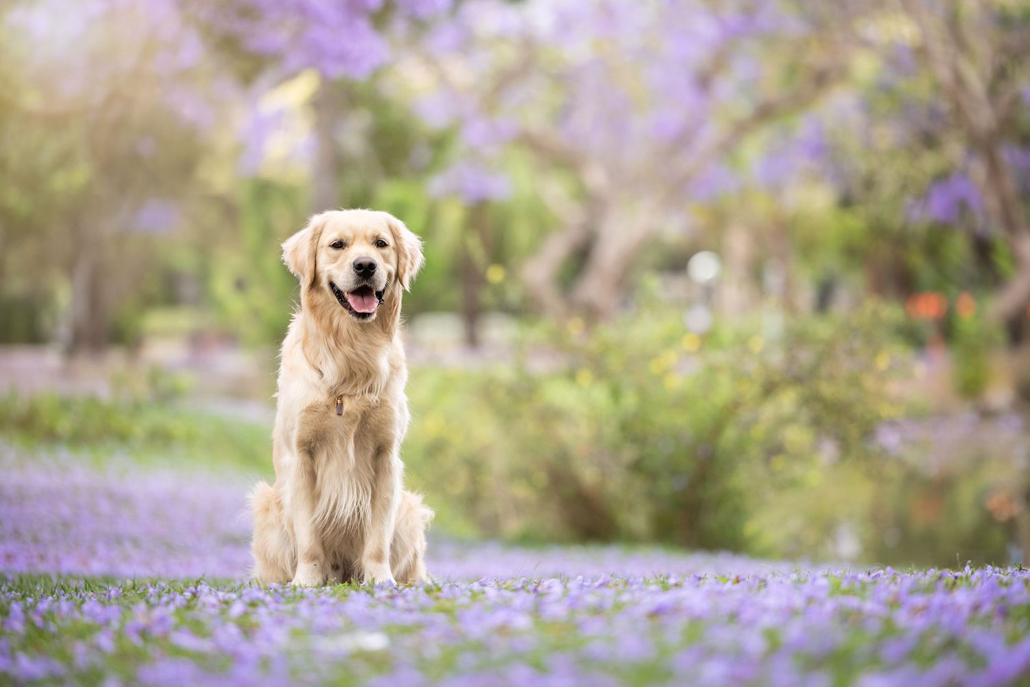 A golden retriever walks through a field of purple wildflowers in spring.