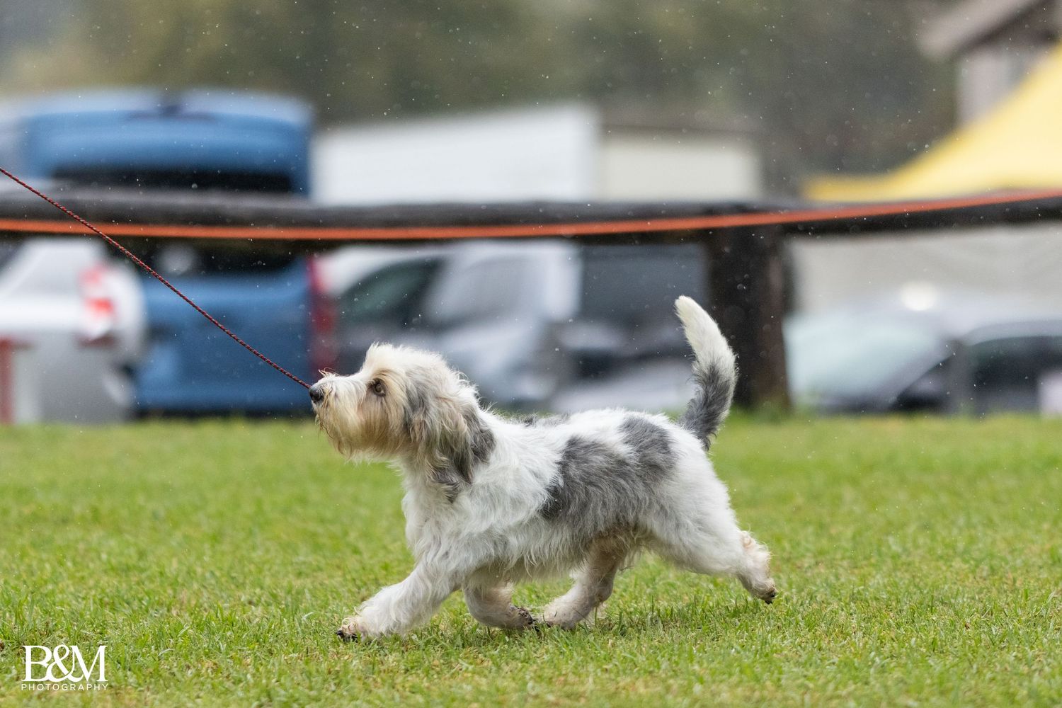 Australian Shepherd dog running gracefully across a grassy field during an outdoor competition or show event.