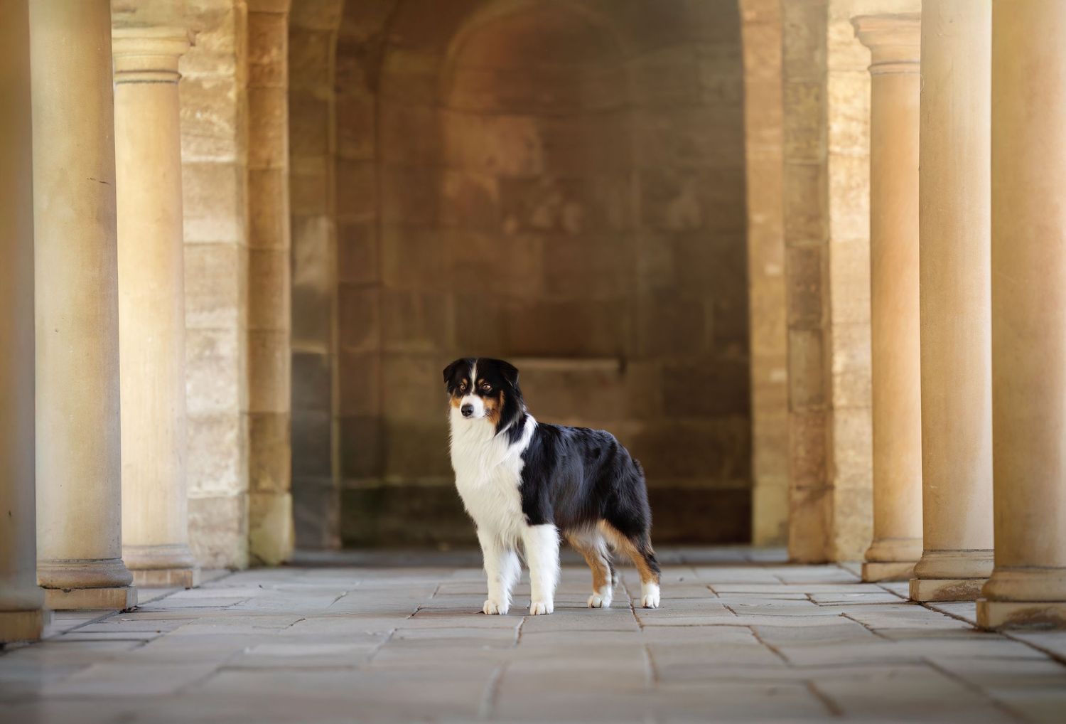 Dog walking between elegant stone columns in a historic colonnade.