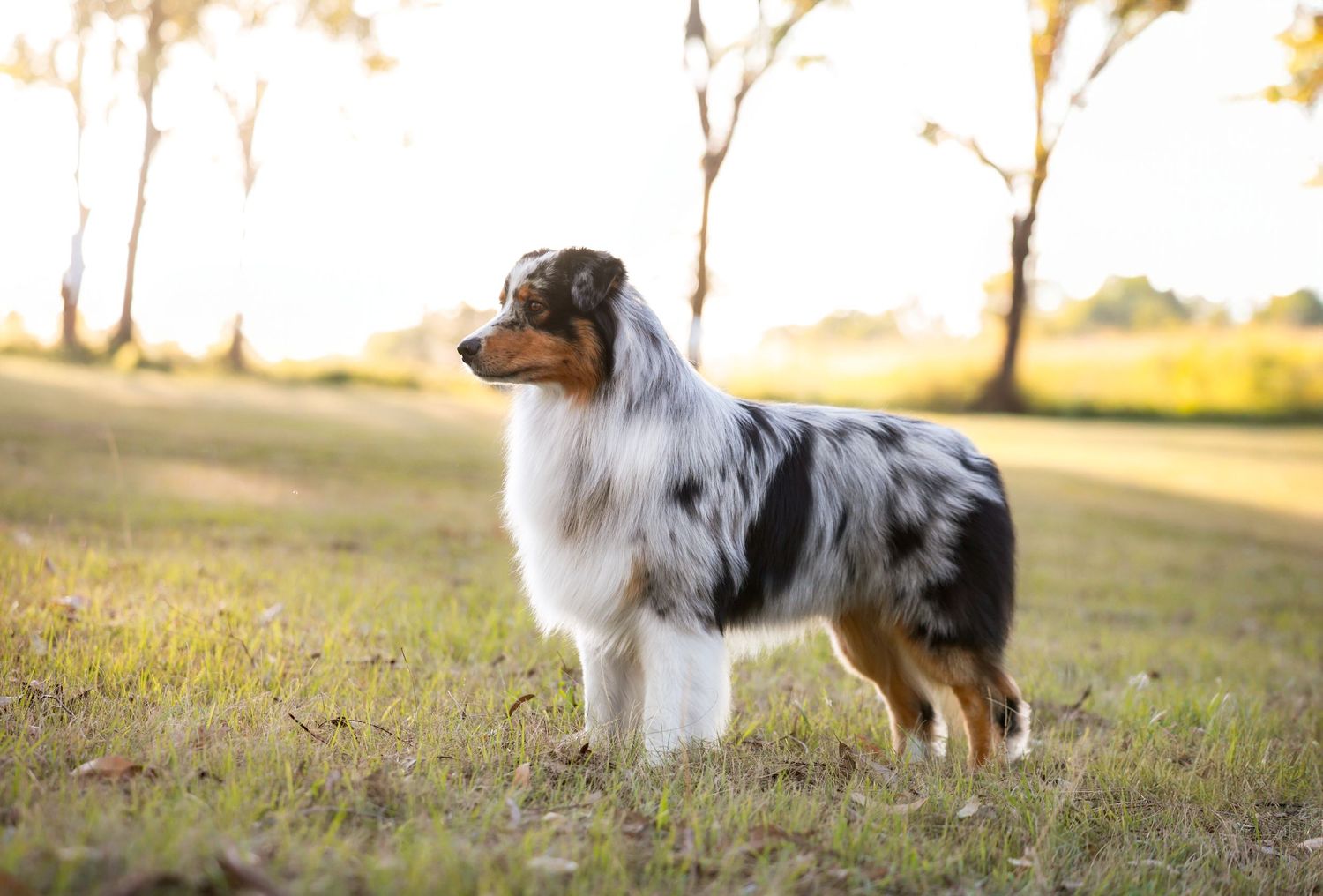 Australian Shepherd dog stands gracefully in a field during golden hour sunset.