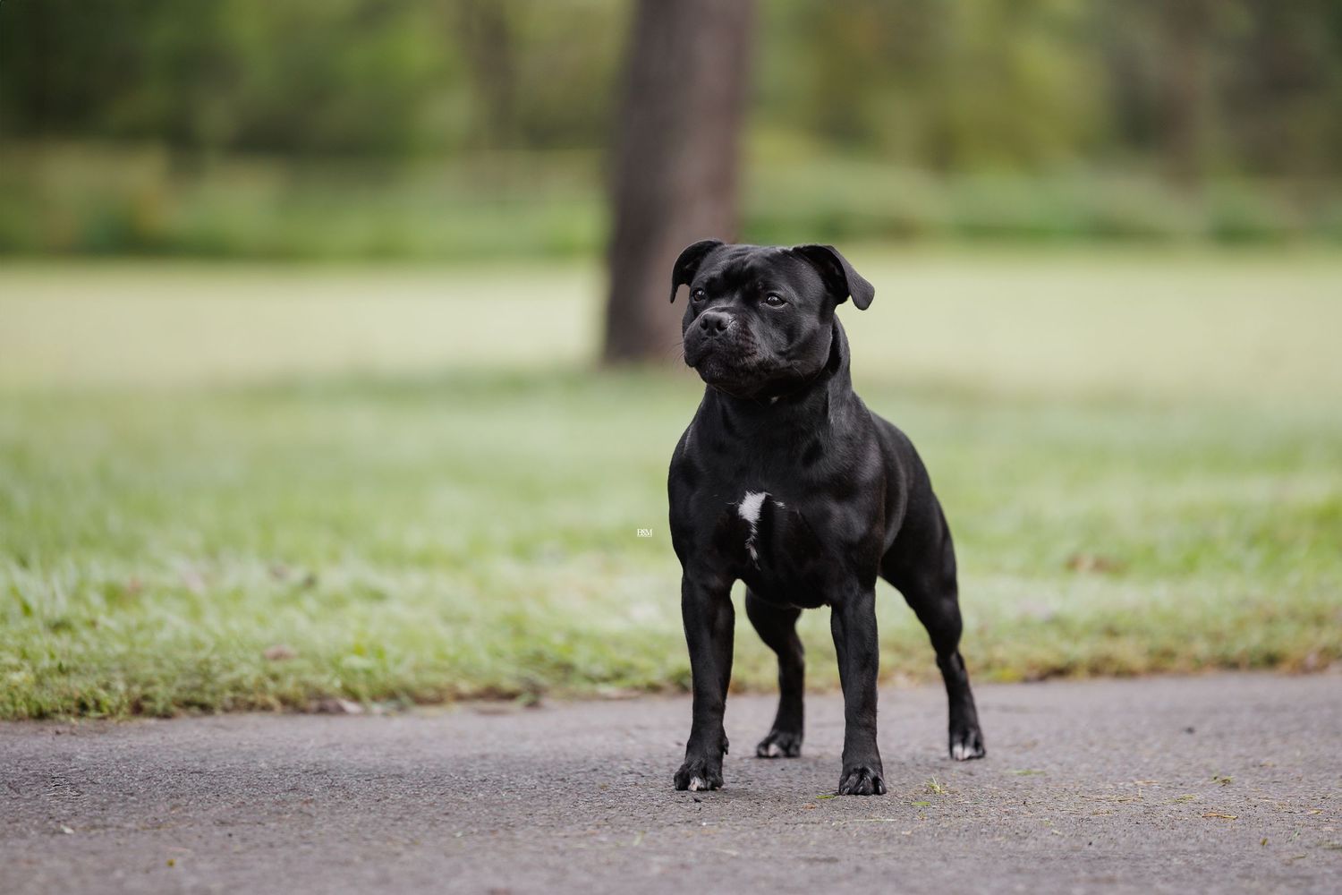 Muscular black Staffordshire Bull Terrier posing on a gravel path.