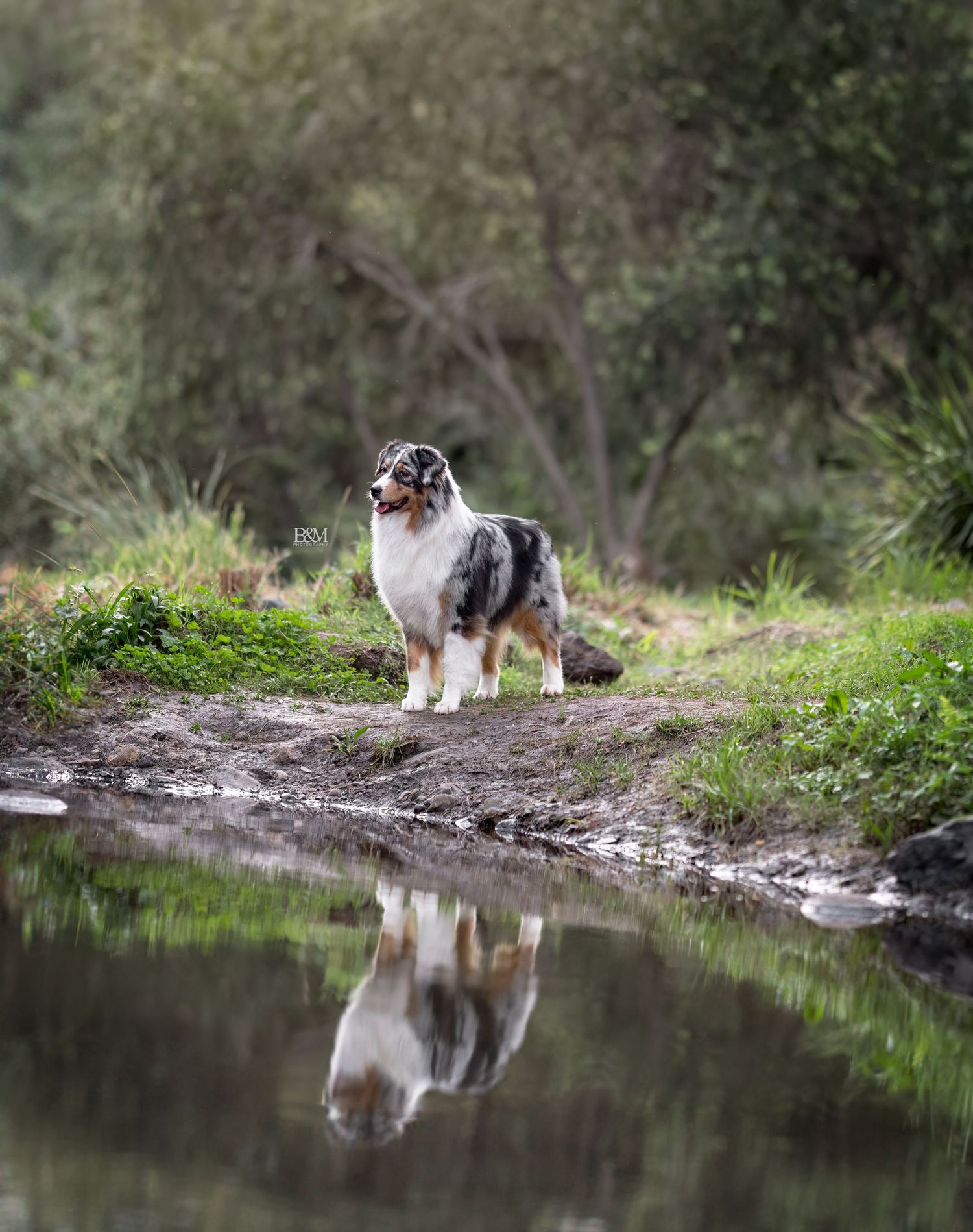 Australian Shepherd sitting by a calm pond with its reflection visible in the water.