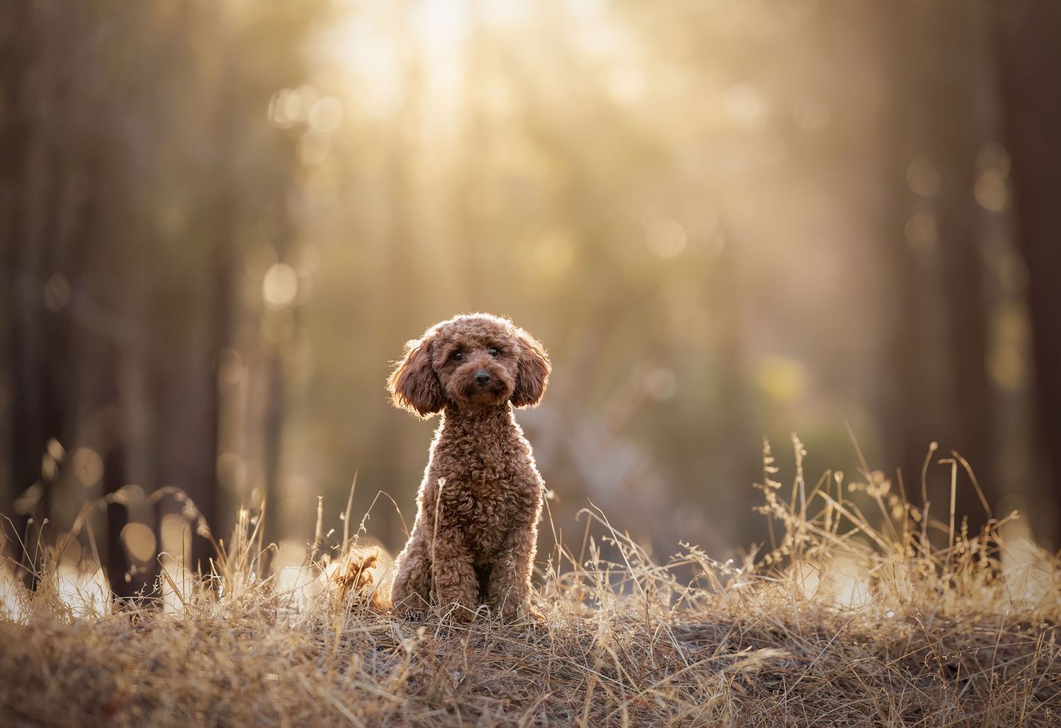Brown poodle sitting attentively in sunlit forest clearing during golden hour.